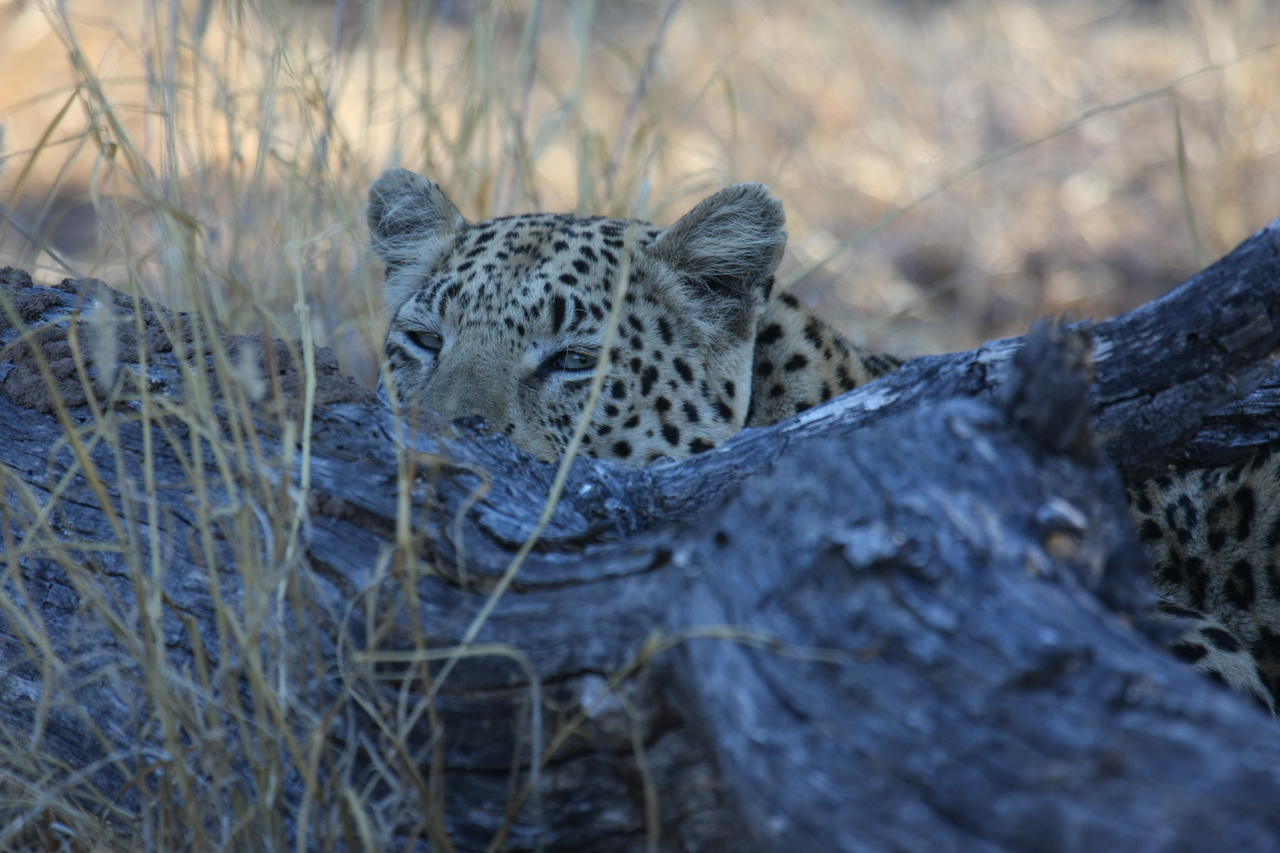 [2992] 2016_06_22_11_18_04_Africa_Canon_EOS_40D_IMG__00680.jpg