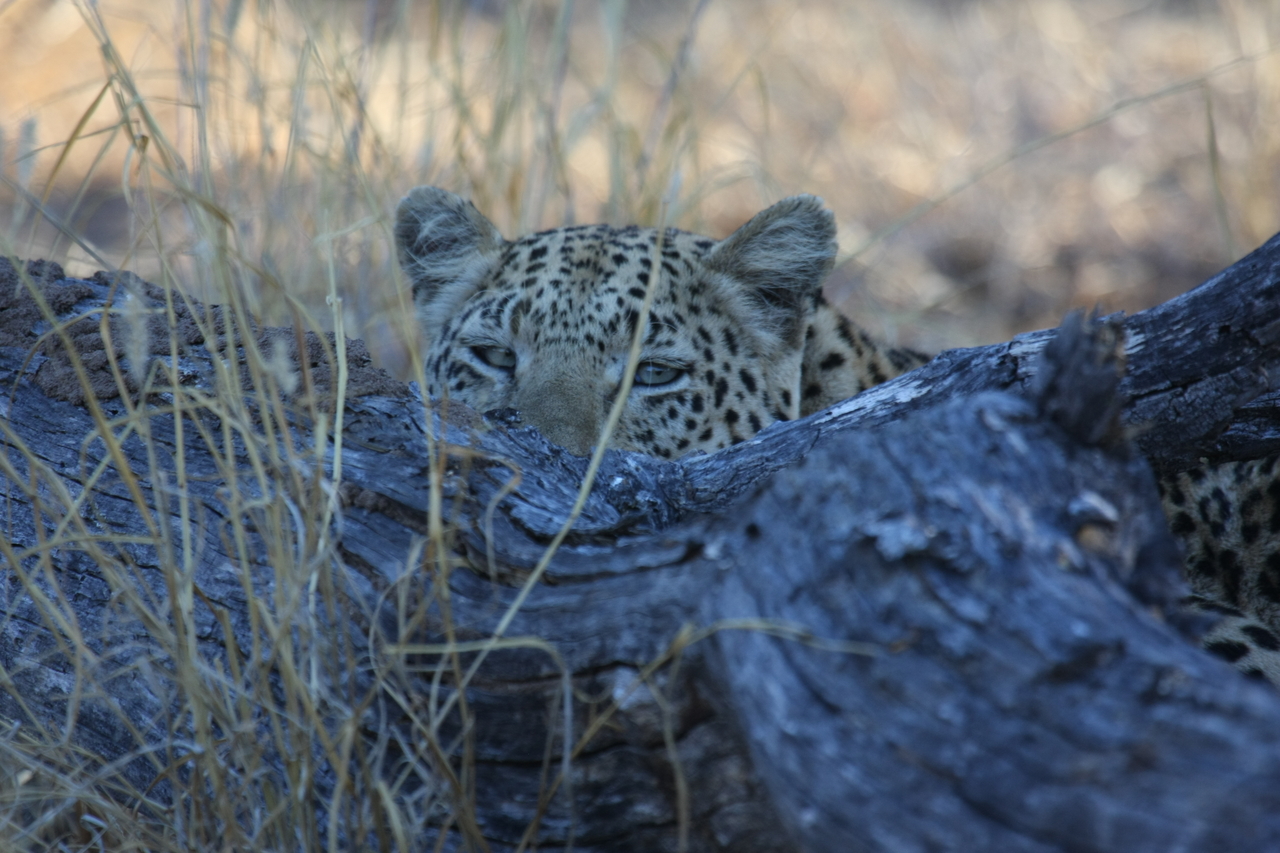 [2994] 2016_06_22_11_18_04_Africa_Canon_EOS_40D_IMG__00682.jpg