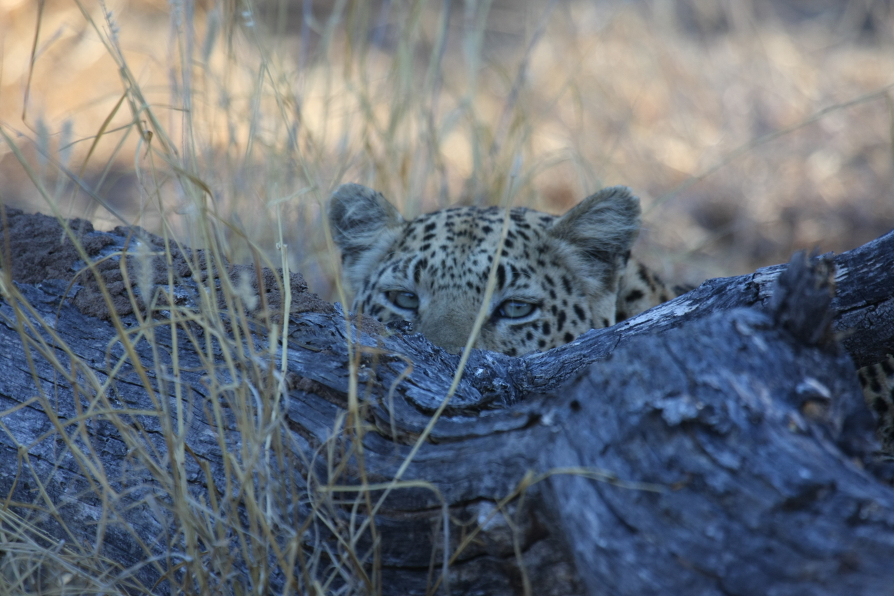 [2999] 2016_06_22_11_18_23_Africa_Canon_EOS_40D_IMG__00665.jpg