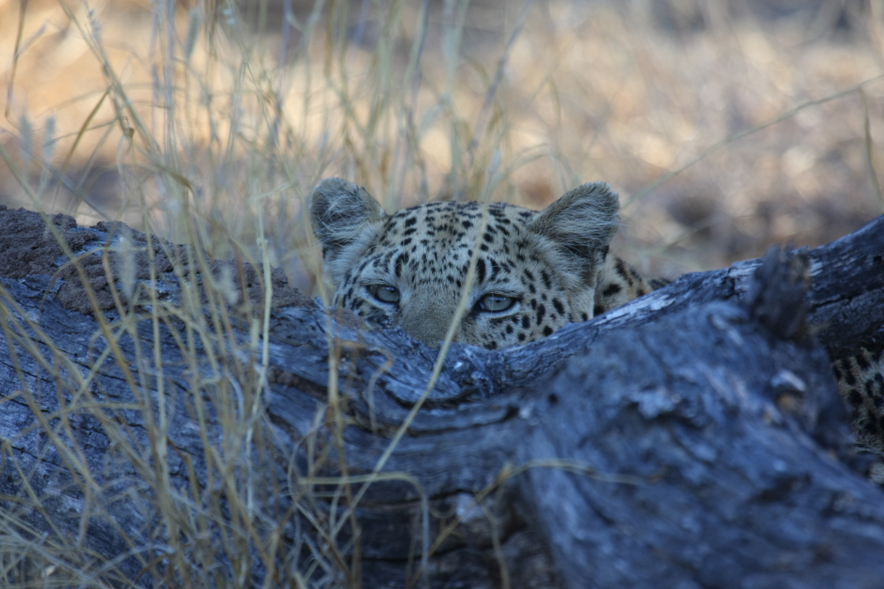 [3001] 2016_06_22_11_18_23_Africa_Canon_EOS_40D_IMG__00683.jpg