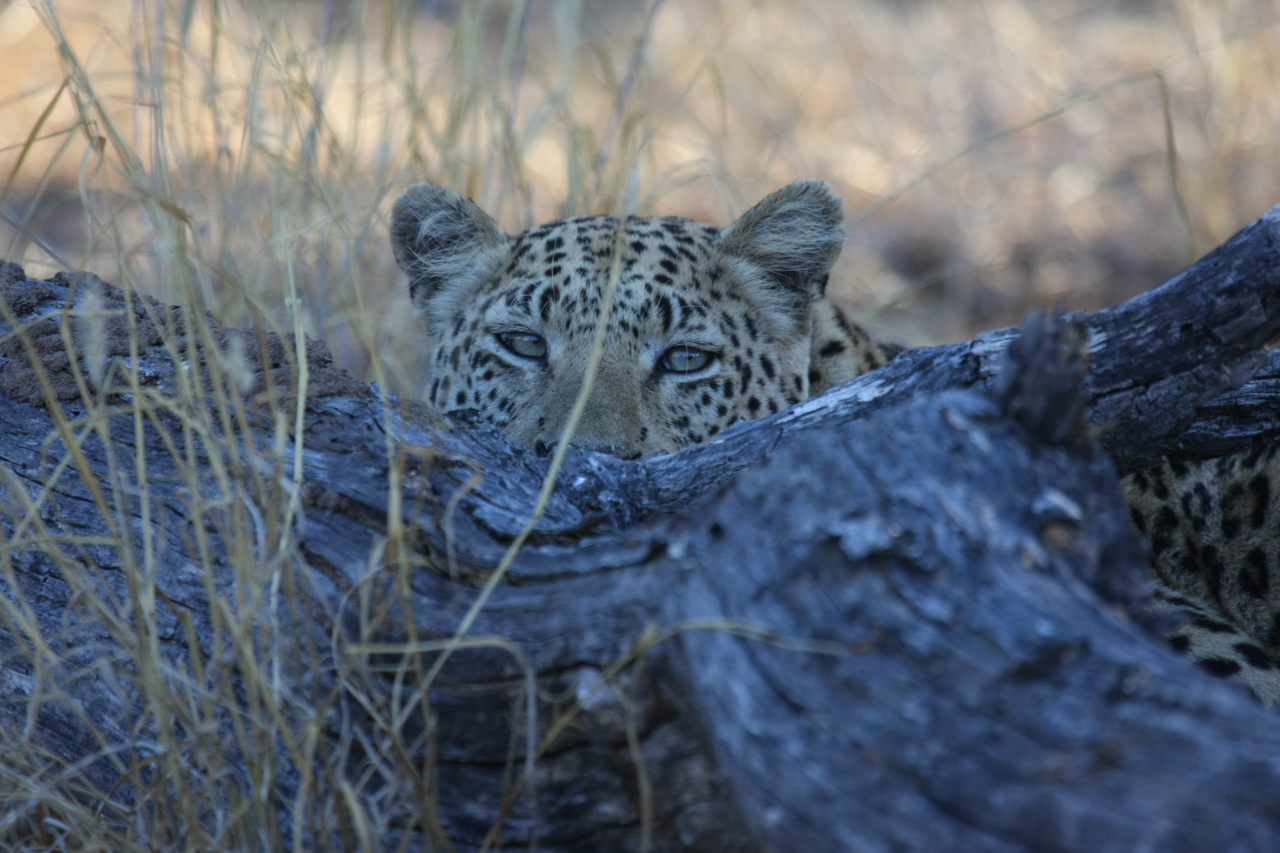 [3014] 2016_06_22_11_18_33_Africa_Canon_EOS_40D_IMG__00668.jpg