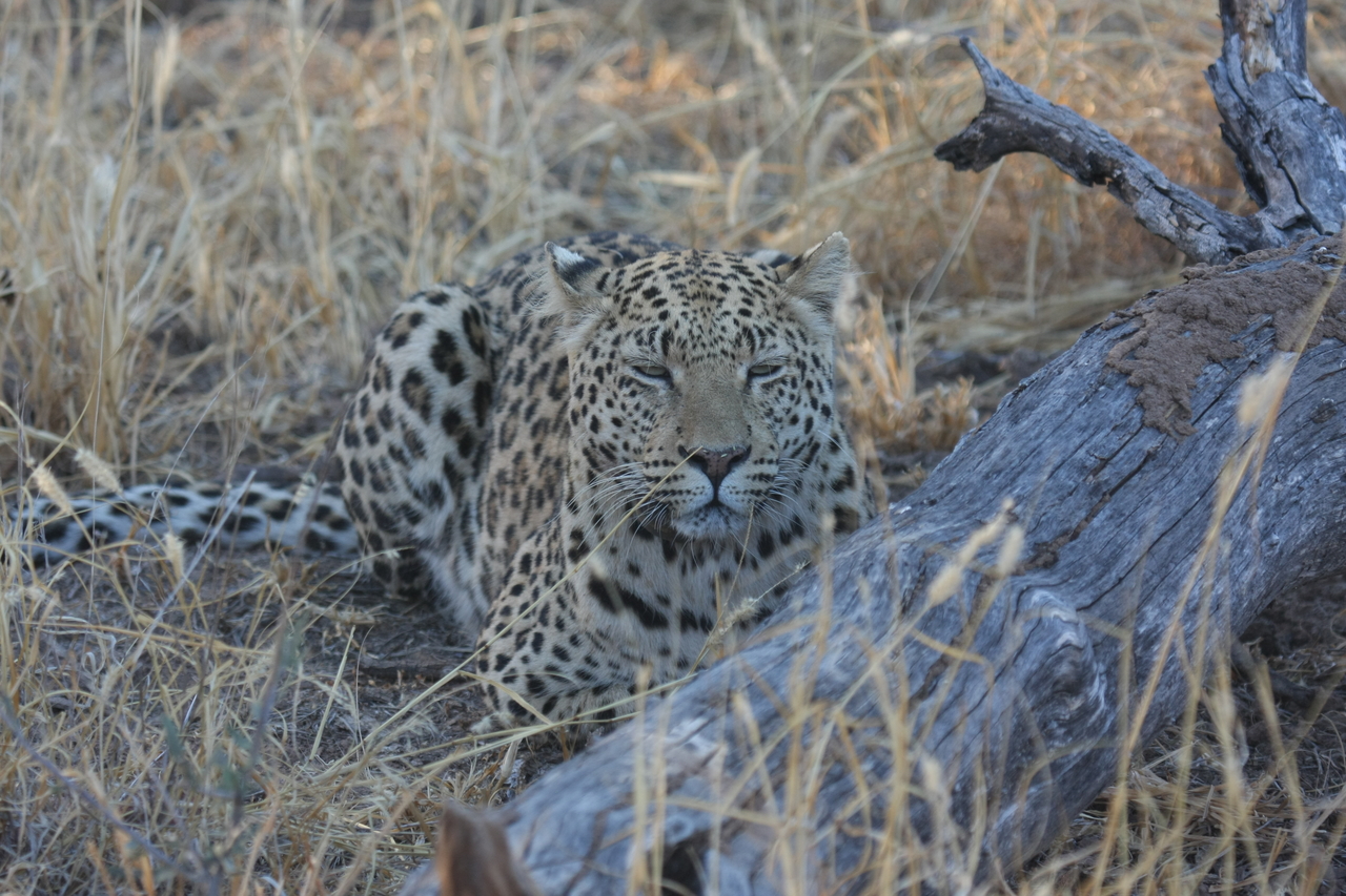 [3052] 2016_06_22_11_22_23_Africa_Canon_EOS_40D_IMG__08146.jpg