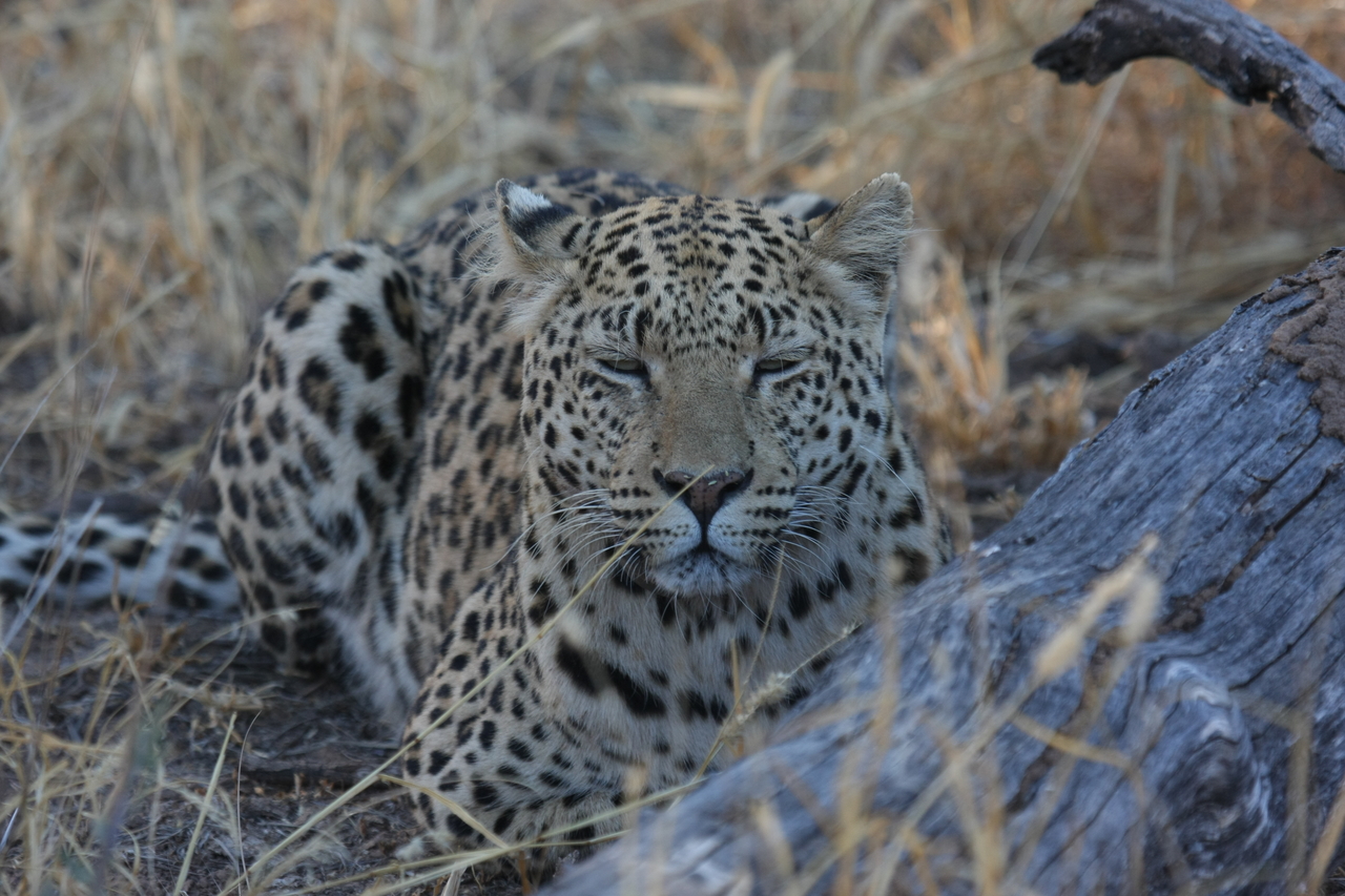 [3055] 2016_06_22_11_22_26_Africa_Canon_EOS_40D_IMG__00700.jpg