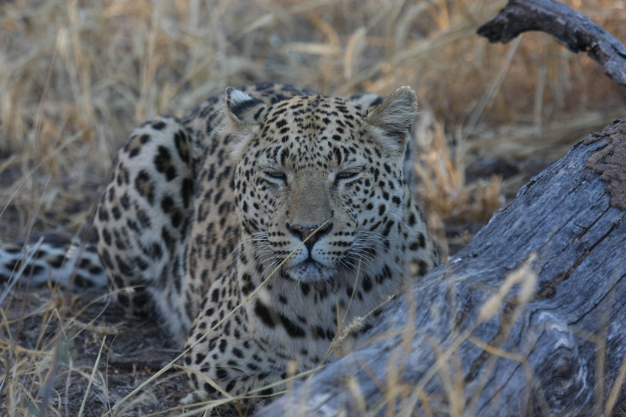 [3056] 2016_06_22_11_22_26_Africa_Canon_EOS_40D_IMG__00701.jpg