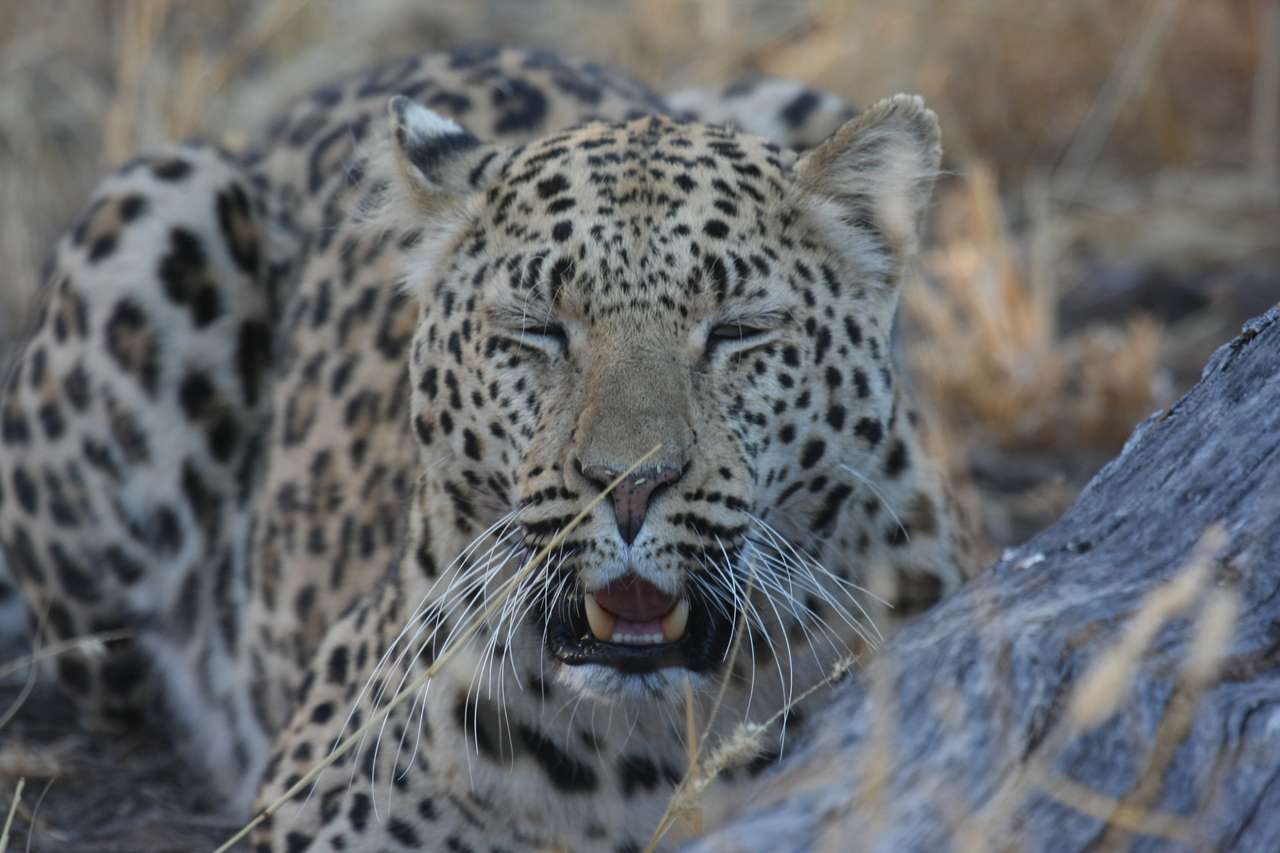 [3065] 2016_06_22_11_22_33_Africa_Canon_EOS_40D_IMG__00703.jpg