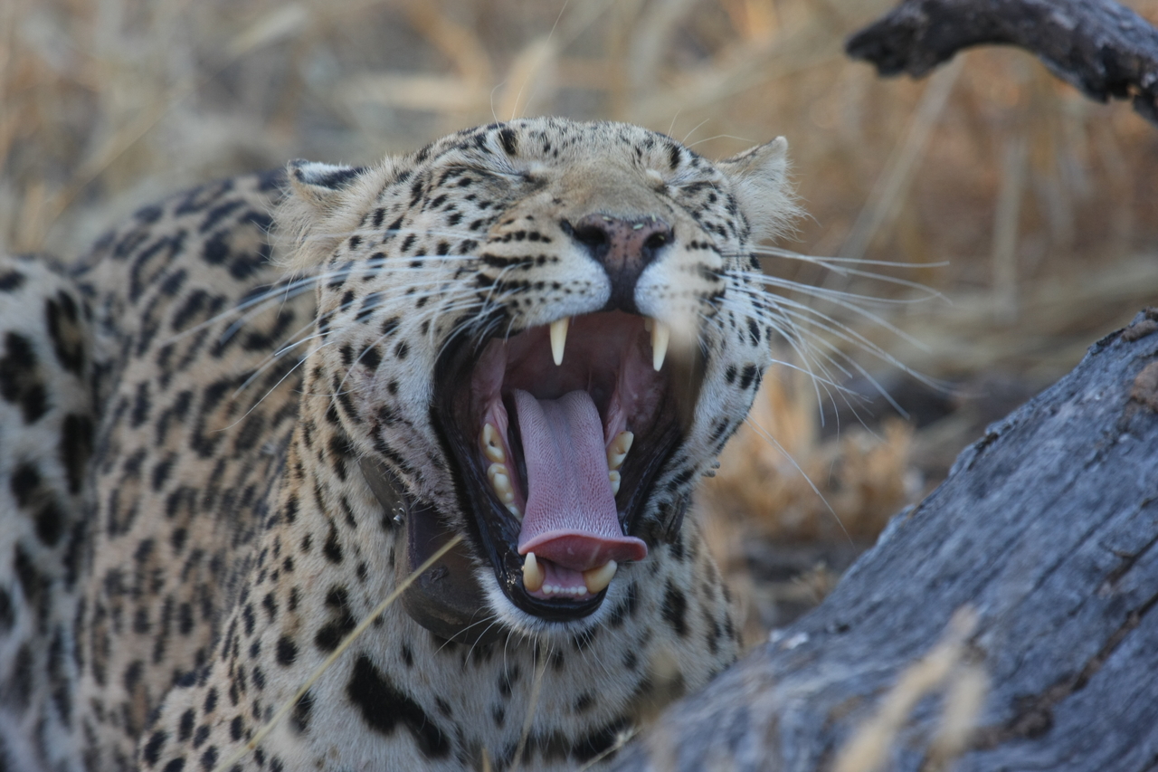 [3072] 2016_06_22_11_22_34_Africa_Canon_EOS_40D_IMG__00688.jpg