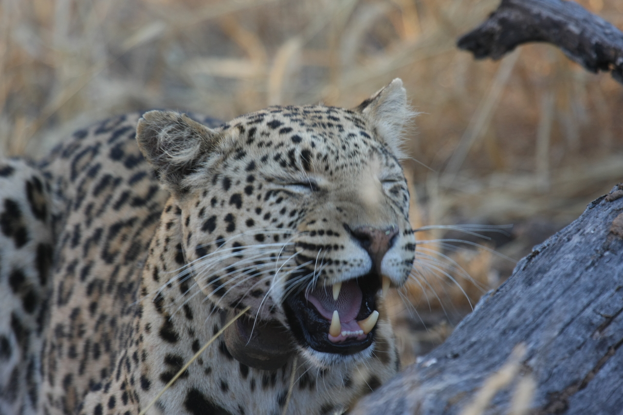 [3080] 2016_06_22_11_22_35_Africa_Canon_EOS_40D_IMG__00690.jpg