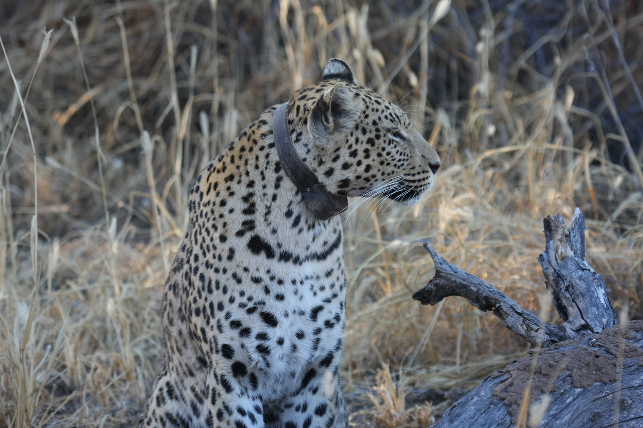 [3096] 2016_06_22_11_22_44_Africa_Canon_EOS_40D_IMG__00694.jpg