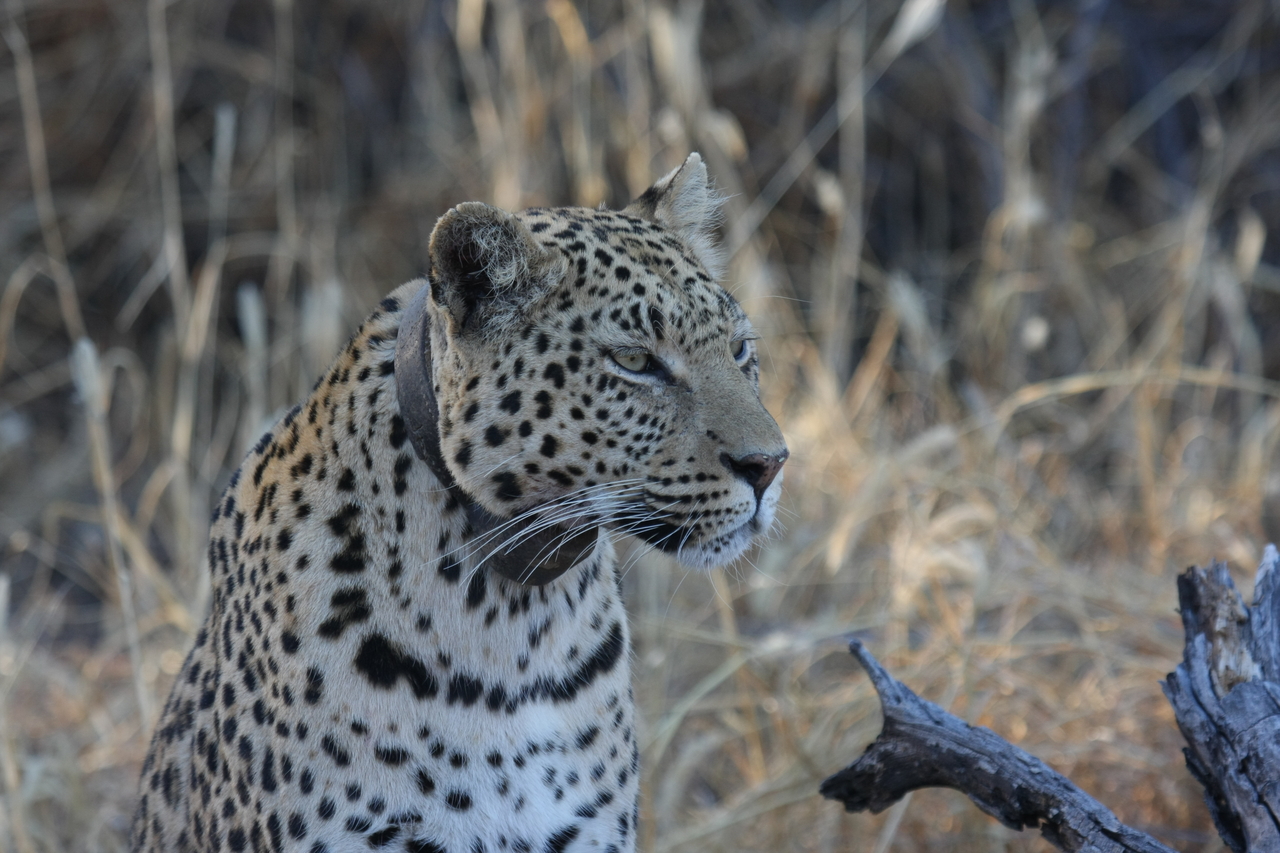 [3129] 2016_06_22_11_22_58_Africa_Canon_EOS_40D_IMG__00705.jpg