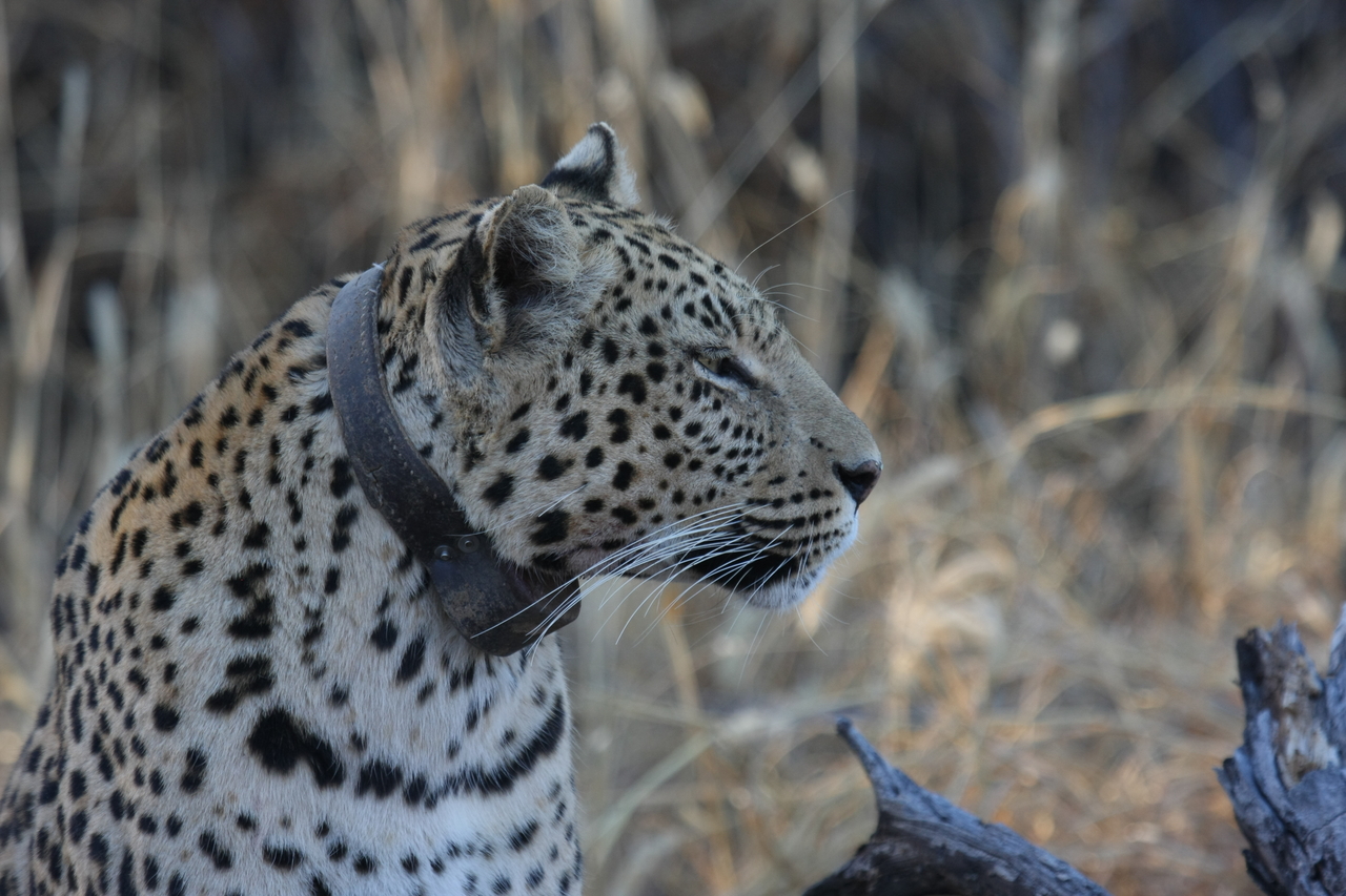 [3137] 2016_06_22_11_23_01_Africa_Canon_EOS_40D_IMG__00727.jpg