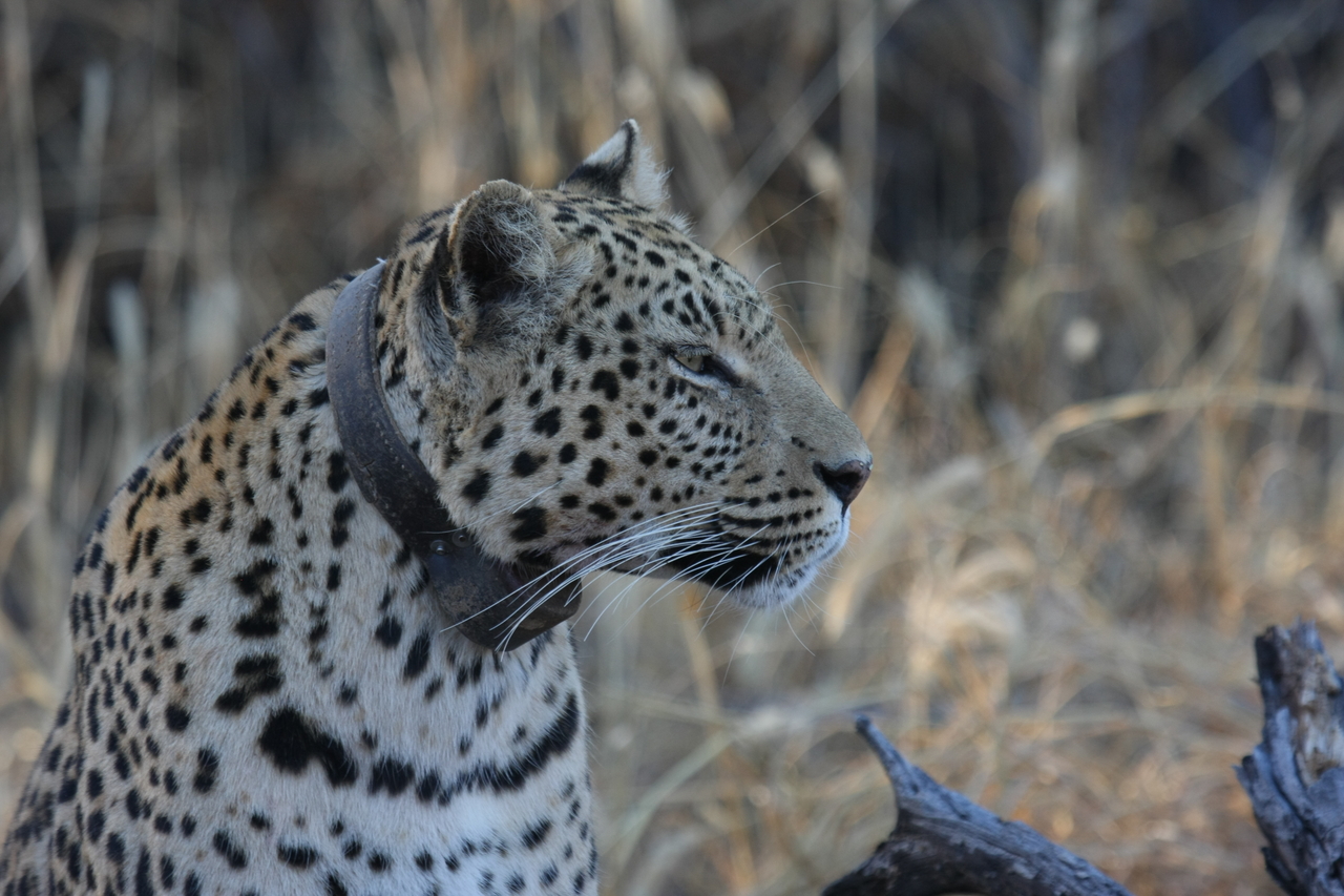 [3138] 2016_06_22_11_23_01_Africa_Canon_EOS_40D_IMG__08172.jpg