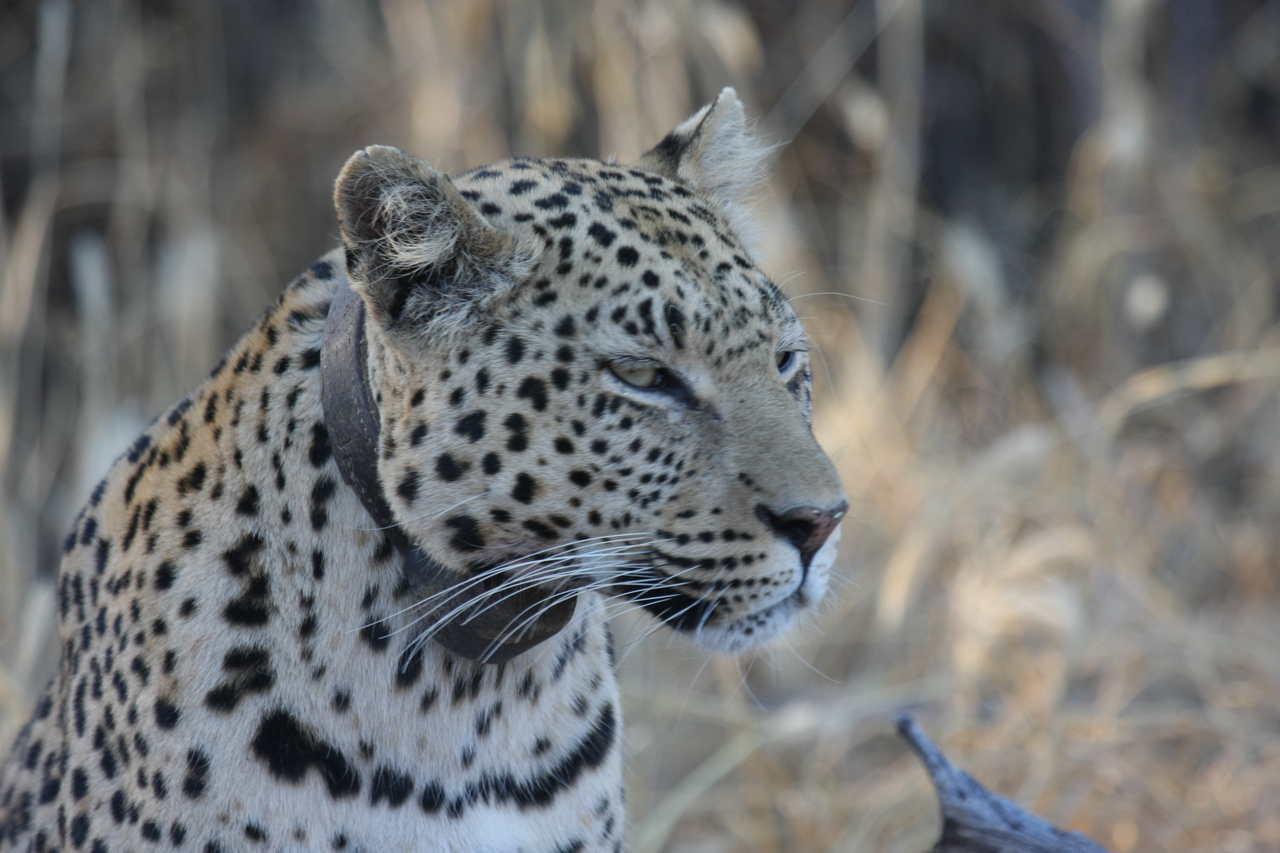 [3141] 2016_06_22_11_23_08_Africa_Canon_EOS_40D_IMG__00709.jpg