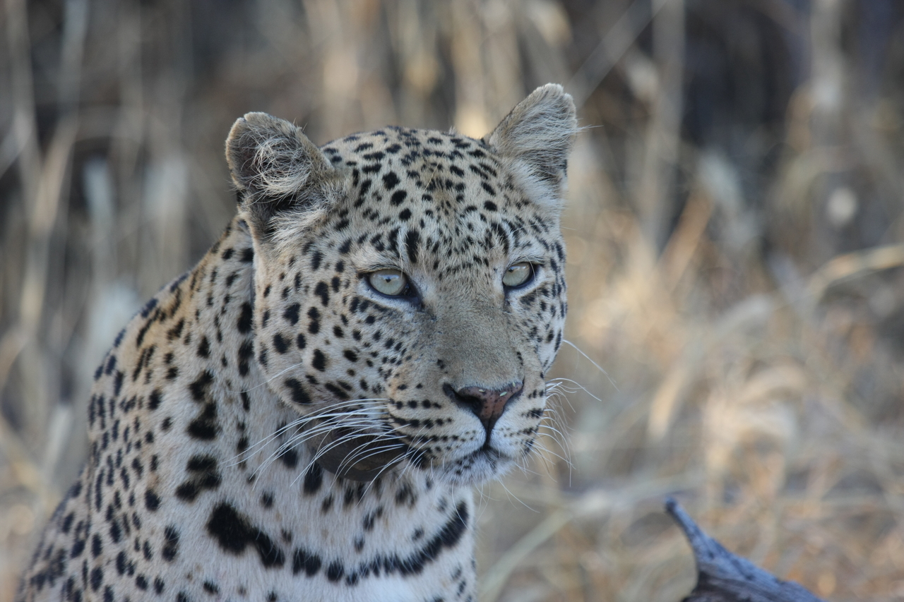 [3148] 2016_06_22_11_23_08_Africa_Canon_EOS_40D_IMG__08176.jpg