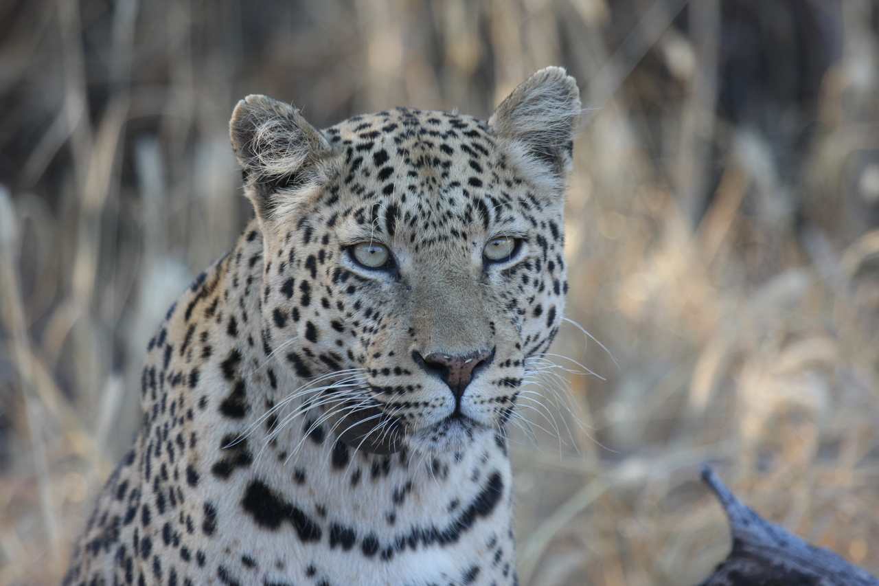 [3154] 2016_06_22_11_23_09_Africa_Canon_EOS_40D_IMG__00732.jpg