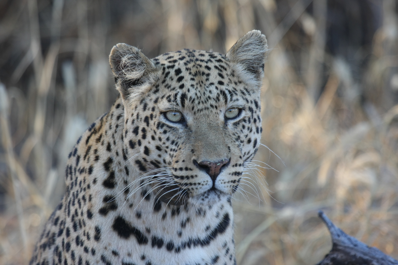 [3156] 2016_06_22_11_23_09_Africa_Canon_EOS_40D_IMG__08178.jpg