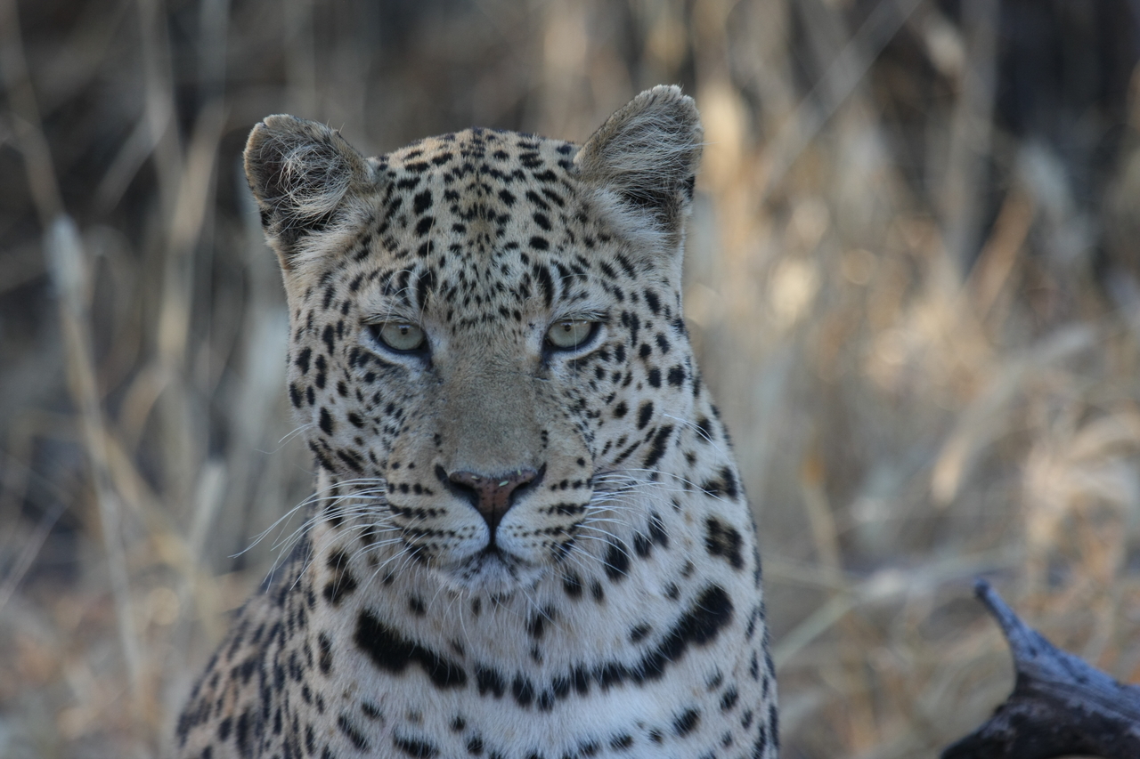 [3174] 2016_06_22_11_23_15_Africa_Canon_EOS_40D_IMG__08184.jpg