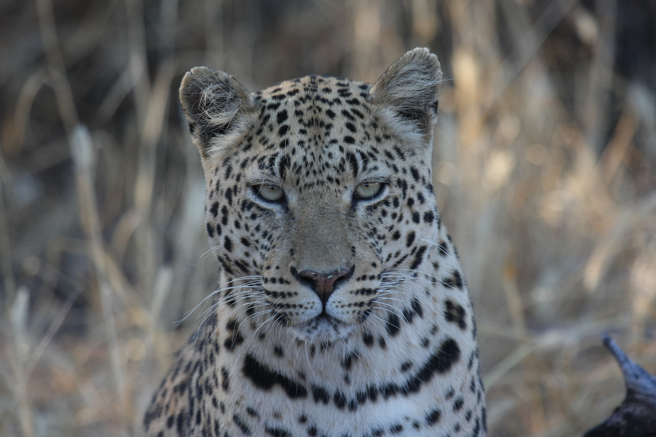 [3180] 2016_06_22_11_23_17_Africa_Canon_EOS_40D_IMG__00722.jpg