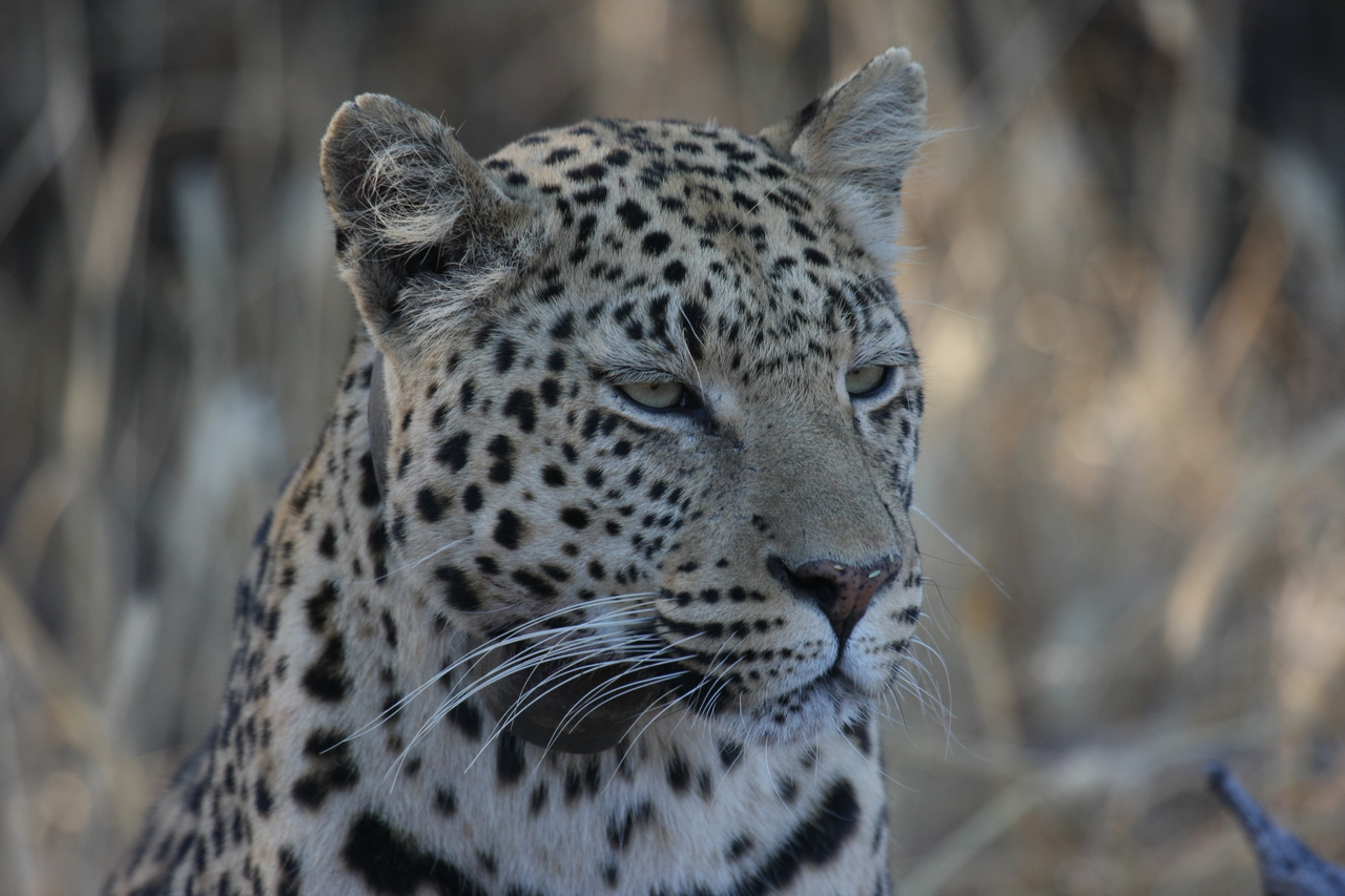 [3188] 2016_06_22_11_23_19_Africa_Canon_EOS_40D_IMG__00744.jpg