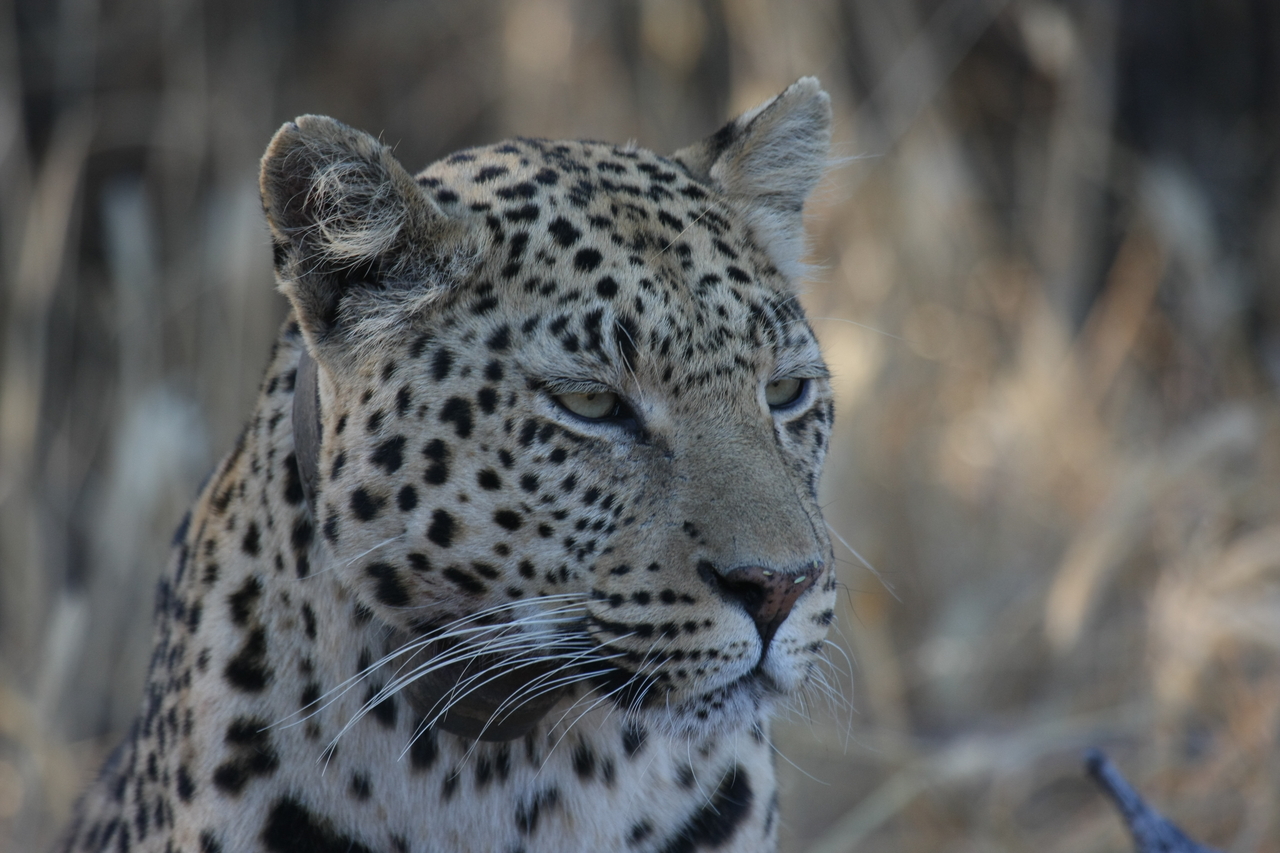 [3195] 2016_06_22_11_23_21_Africa_Canon_EOS_40D_IMG__00745.jpg