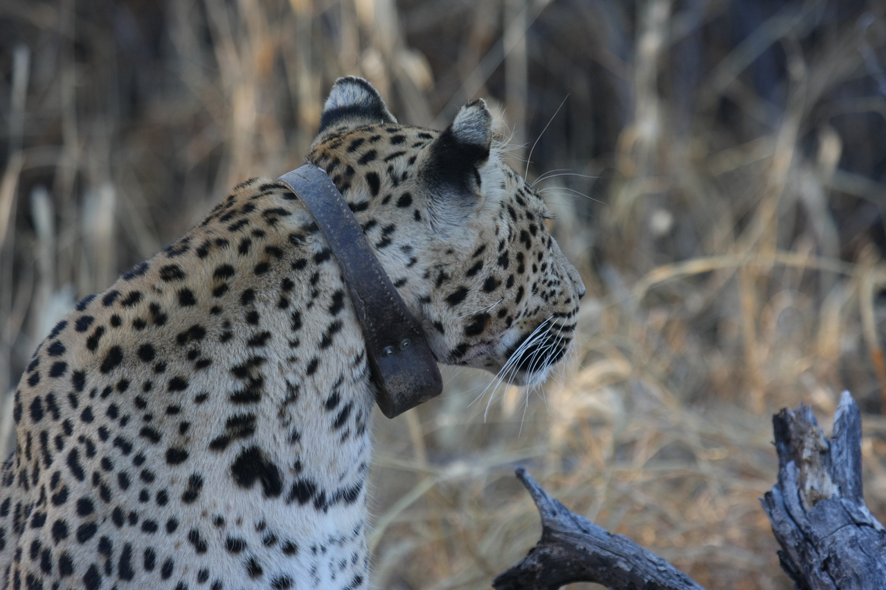 [3229] 2016_06_22_11_23_44_Africa_Canon_EOS_40D_IMG__08197.jpg