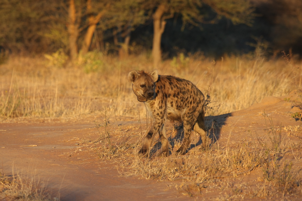 [3287] 2016_06_22_12_04_52_Africa_Canon_EOS_40D_IMG__00747.jpg
