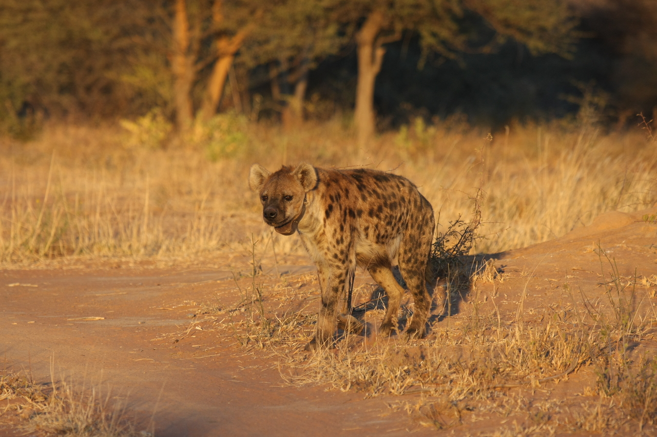 [3290] 2016_06_22_12_04_52_Africa_Canon_EOS_40D_IMG__00767.jpg