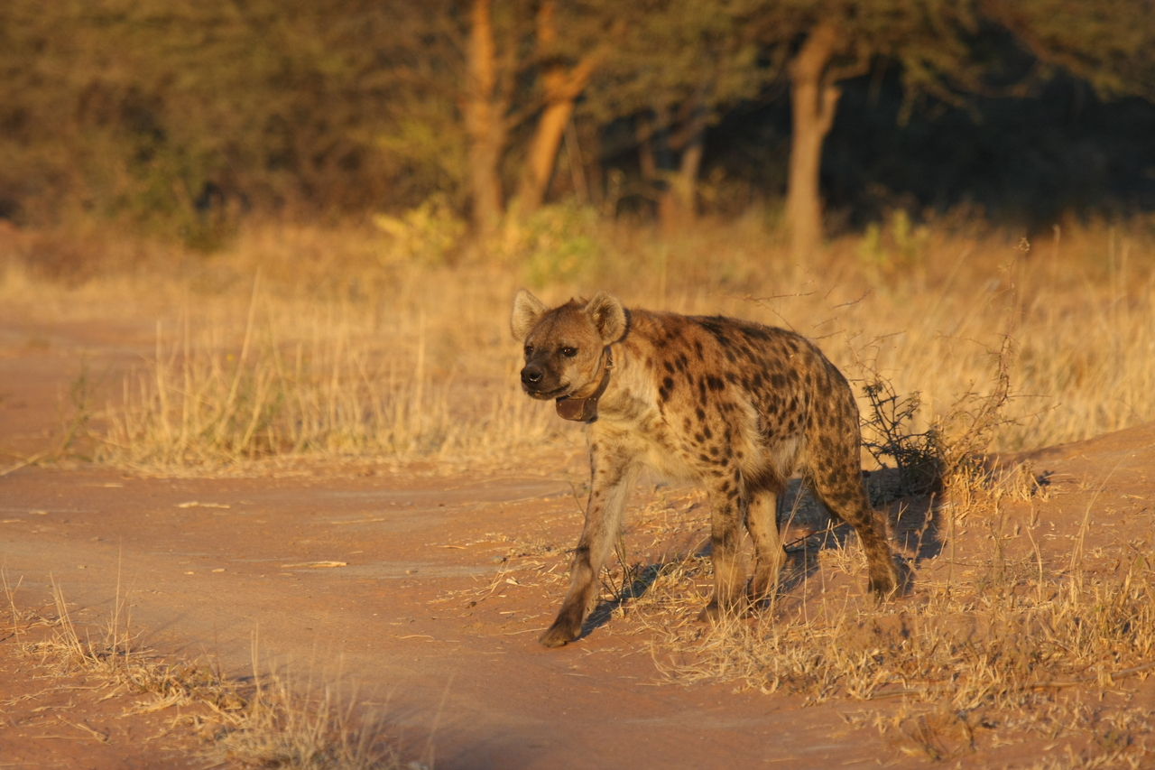 [3293] 2016_06_22_12_04_53_Africa_Canon_EOS_40D_IMG__00749.jpg