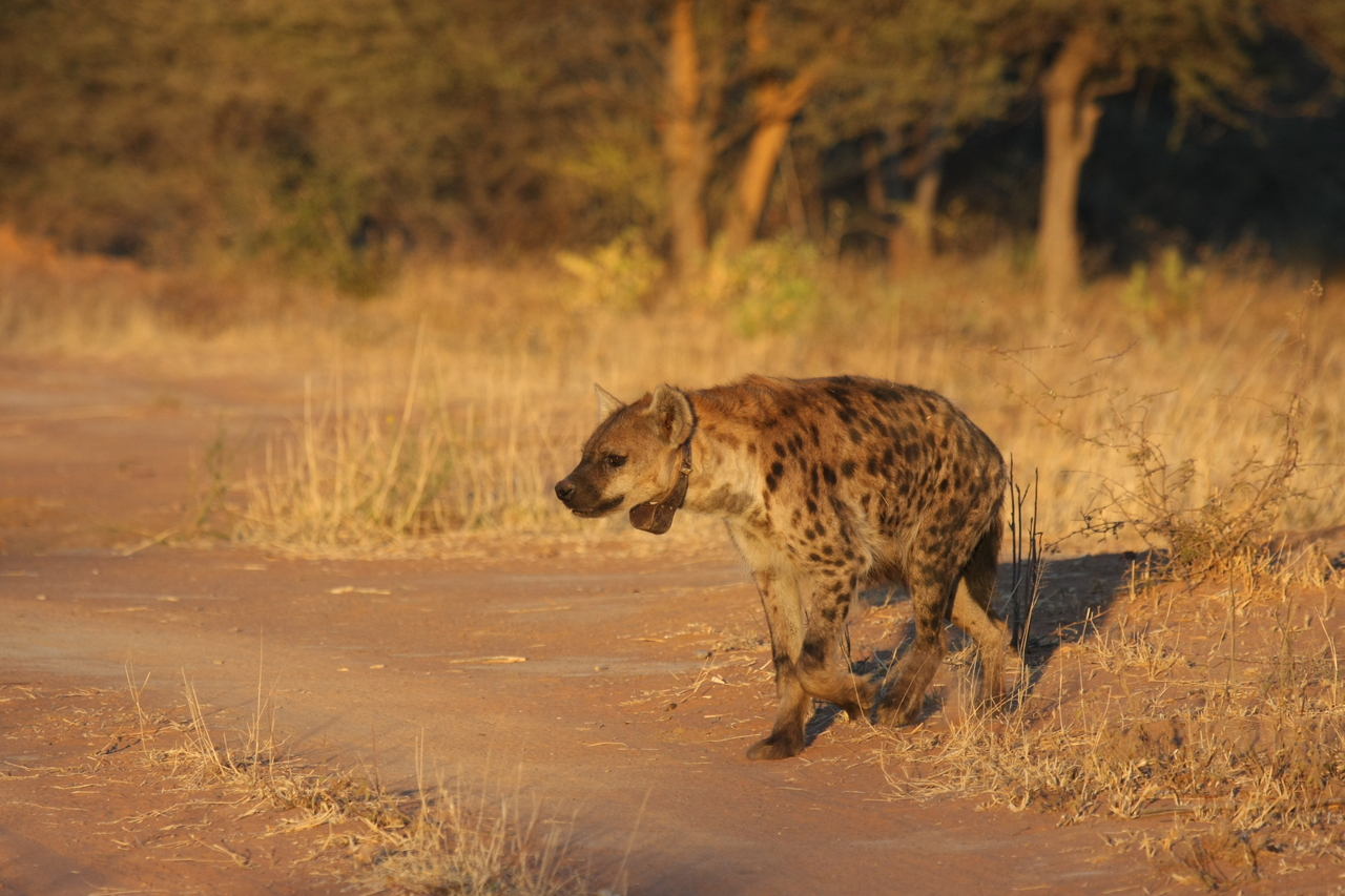 [3296] 2016_06_22_12_04_53_Africa_Canon_EOS_40D_IMG__00769.jpg