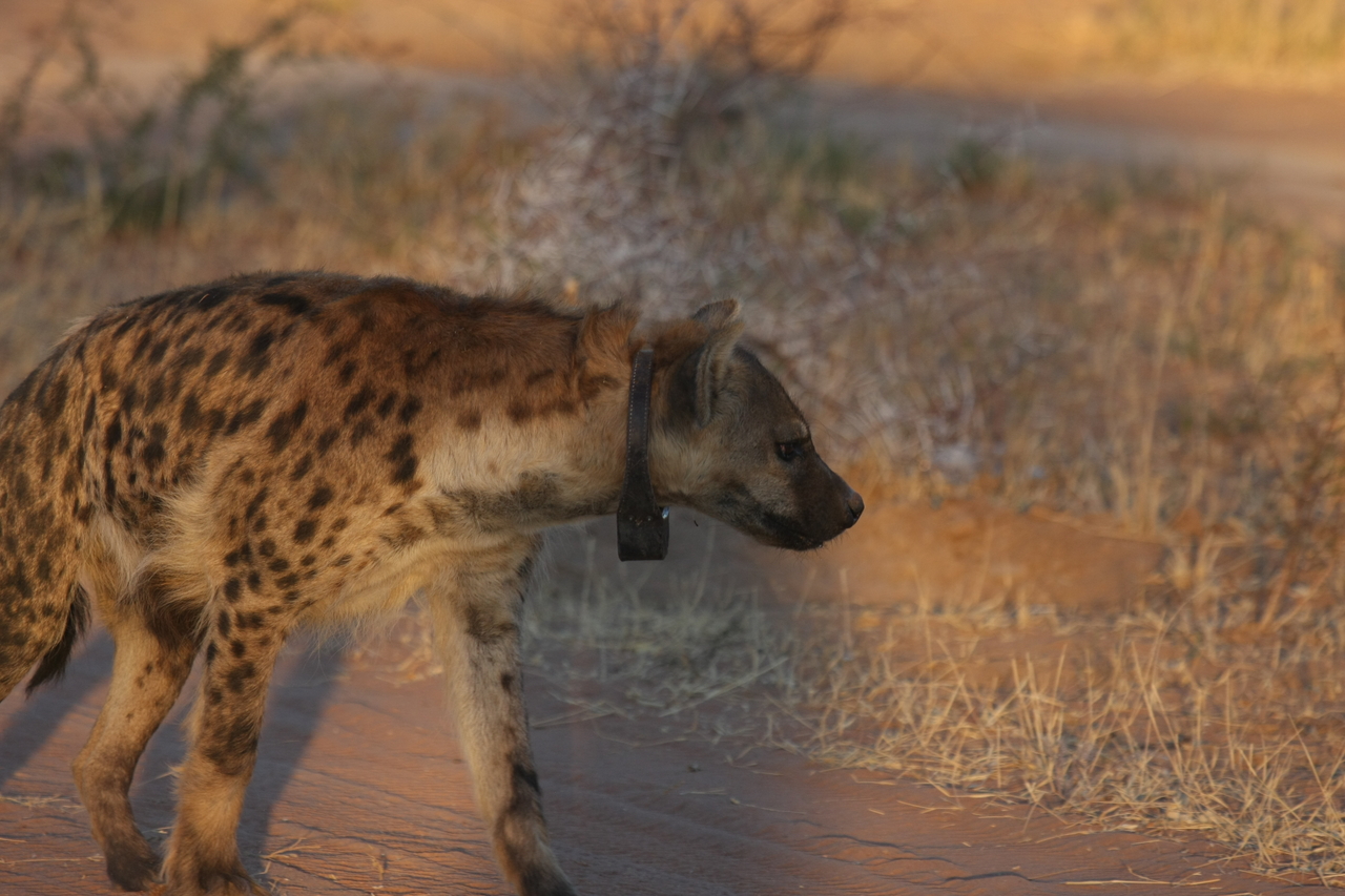 [3315] 2016_06_22_12_05_13_Africa_Canon_EOS_40D_IMG__00775.jpg