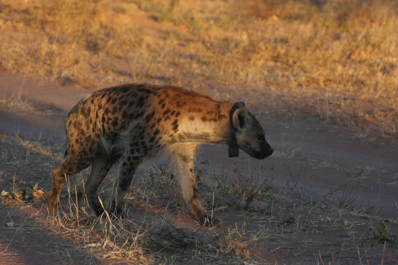 [3327] 2016_06_22_12_05_18_Africa_Canon_EOS_40D_IMG__00761.jpg