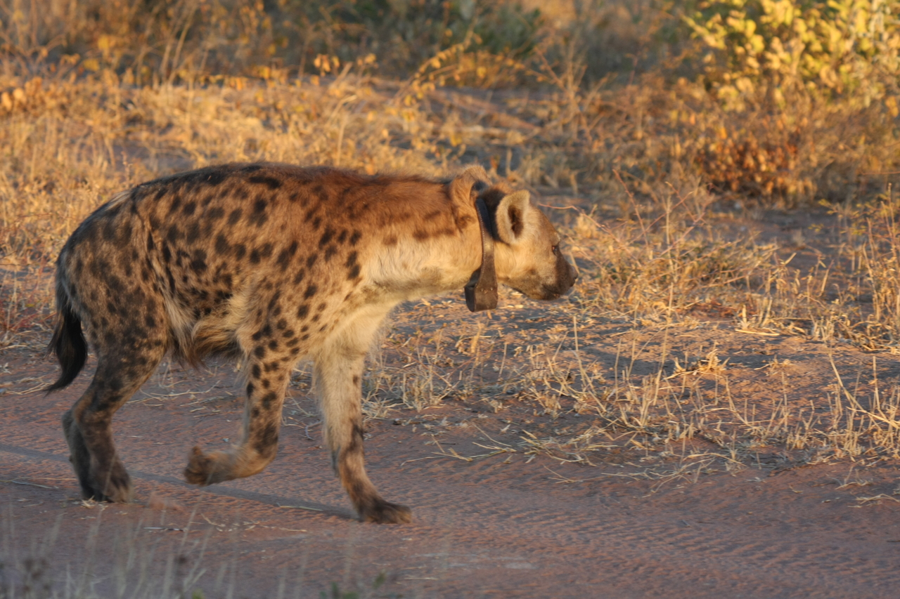 [3334] 2016_06_22_12_05_24_Africa_Canon_EOS_40D_IMG__00781.jpg