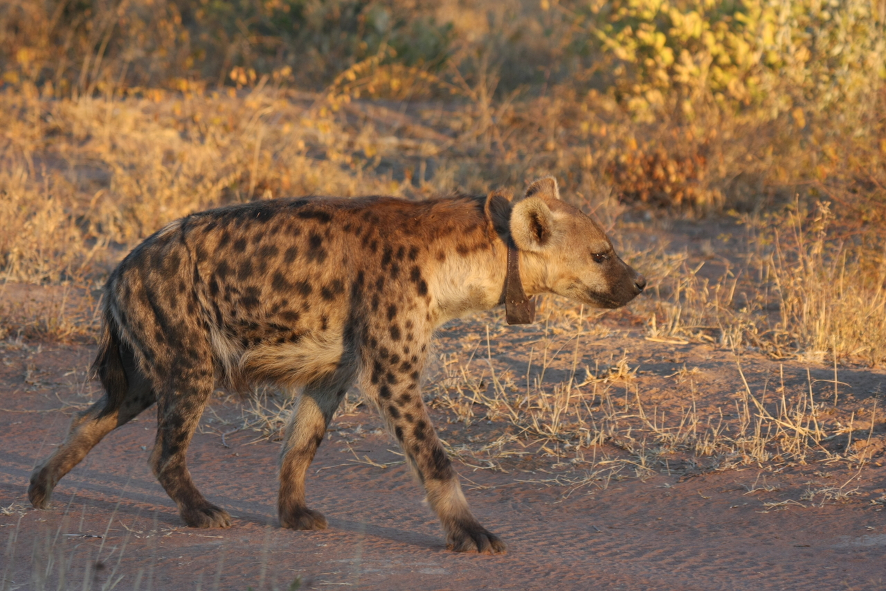 [3337] 2016_06_22_12_05_24_Africa_Canon_EOS_40D_IMG__08229.jpg