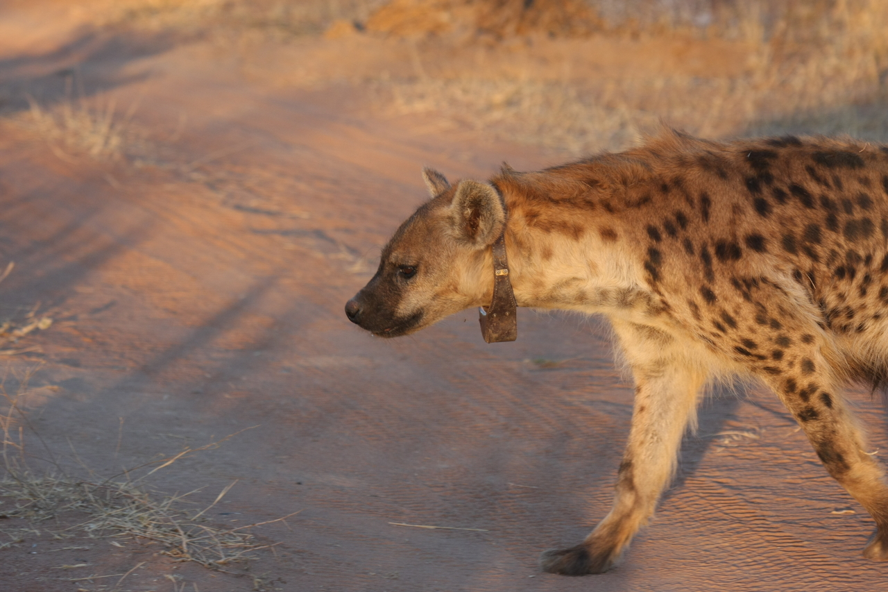 [3338] 2016_06_22_12_05_47_Africa_Canon_EOS_40D_IMG__00764.jpg