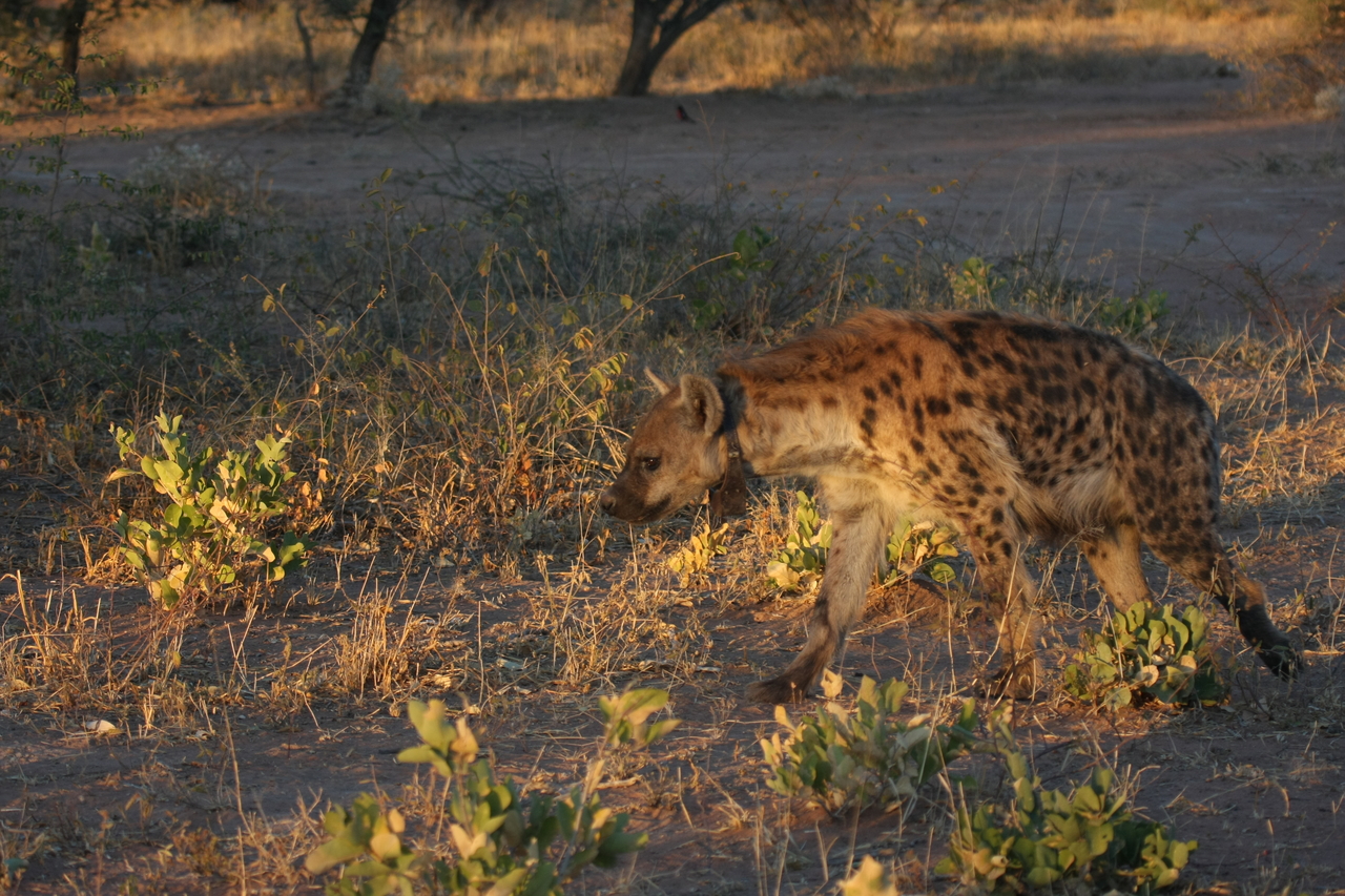 [3350] 2016_06_22_12_05_52_Africa_Canon_EOS_40D_IMG__00786.jpg