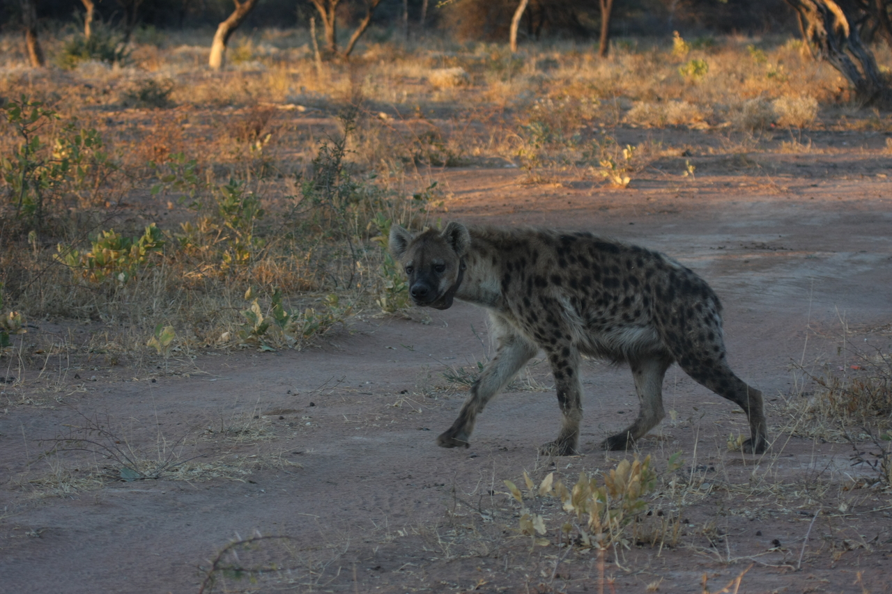 [3356] 2016_06_22_12_06_02_Africa_Canon_EOS_40D_IMG__00770.jpg