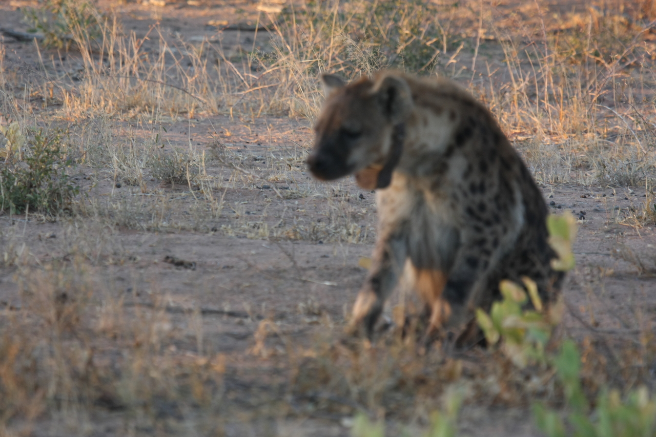 [3370] 2016_06_22_12_07_04_Africa_Canon_EOS_40D_IMG__08240.jpg
