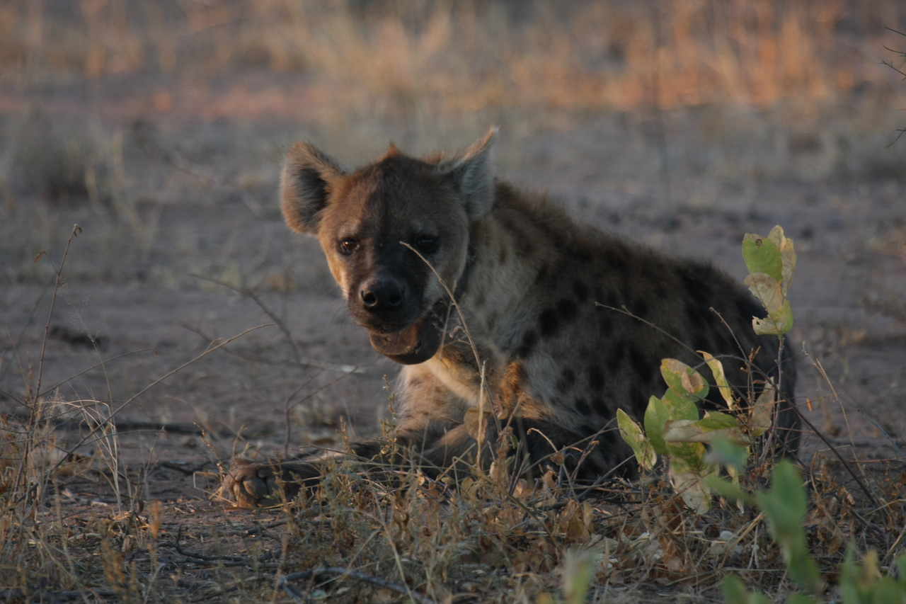 [3375] 2016_06_22_12_07_13_Africa_Canon_EOS_40D_IMG__08241.jpg