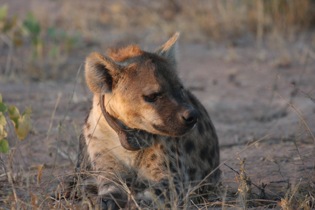 [3398] 2016_06_22_12_08_11_Africa_Canon_EOS_40D_IMG__00784.jpg