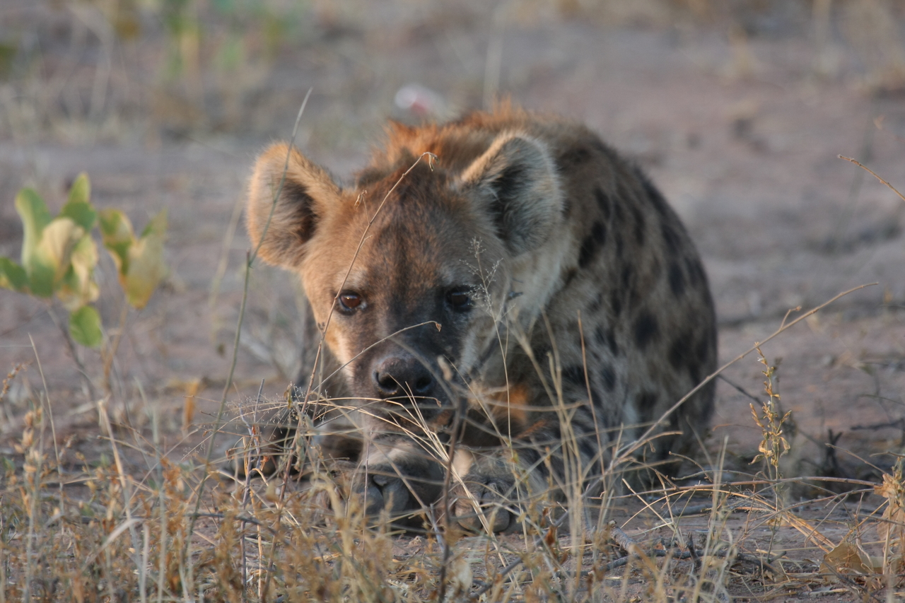 [3417] 2016_06_22_12_08_15_Africa_Canon_EOS_40D_IMG__00809.jpg