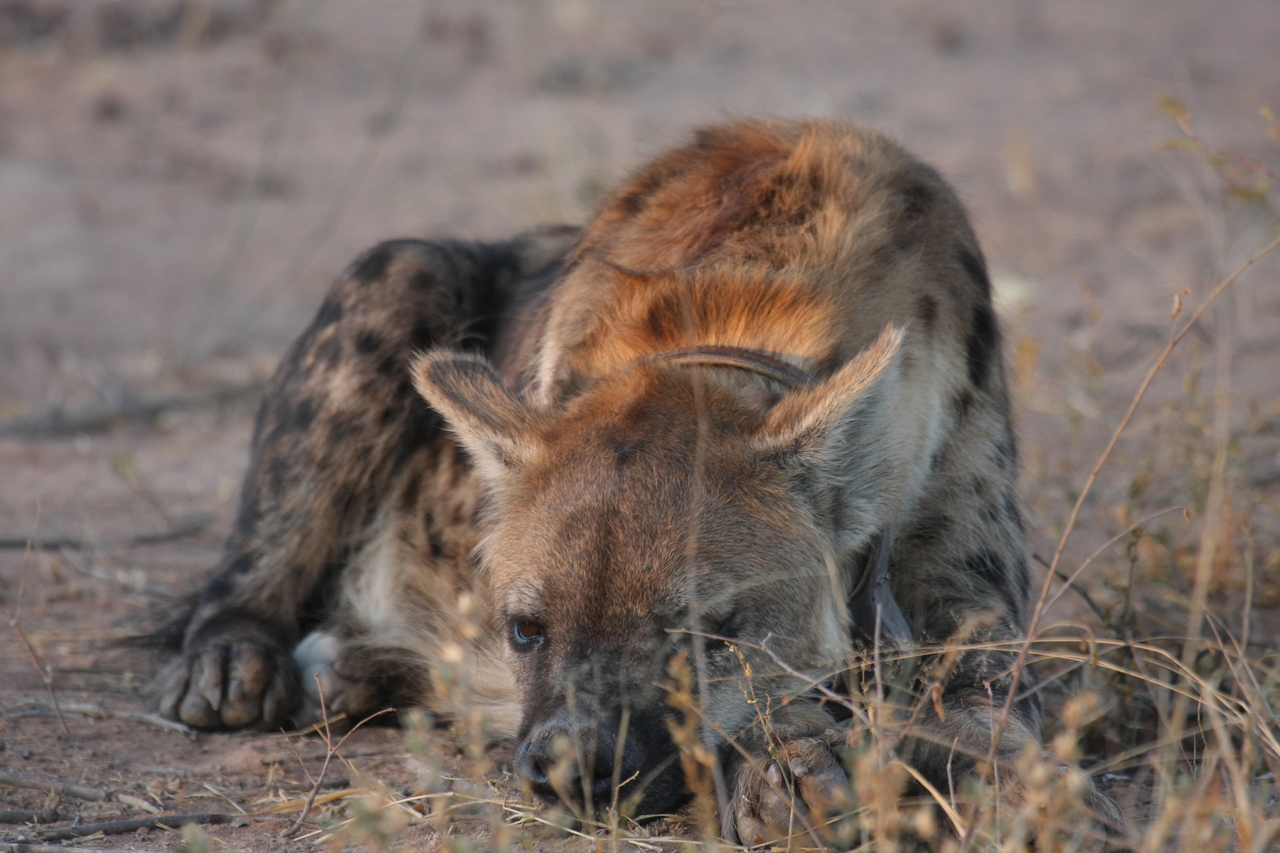 [3422] 2016_06_22_12_08_35_Africa_Canon_EOS_40D_IMG__00810.jpg