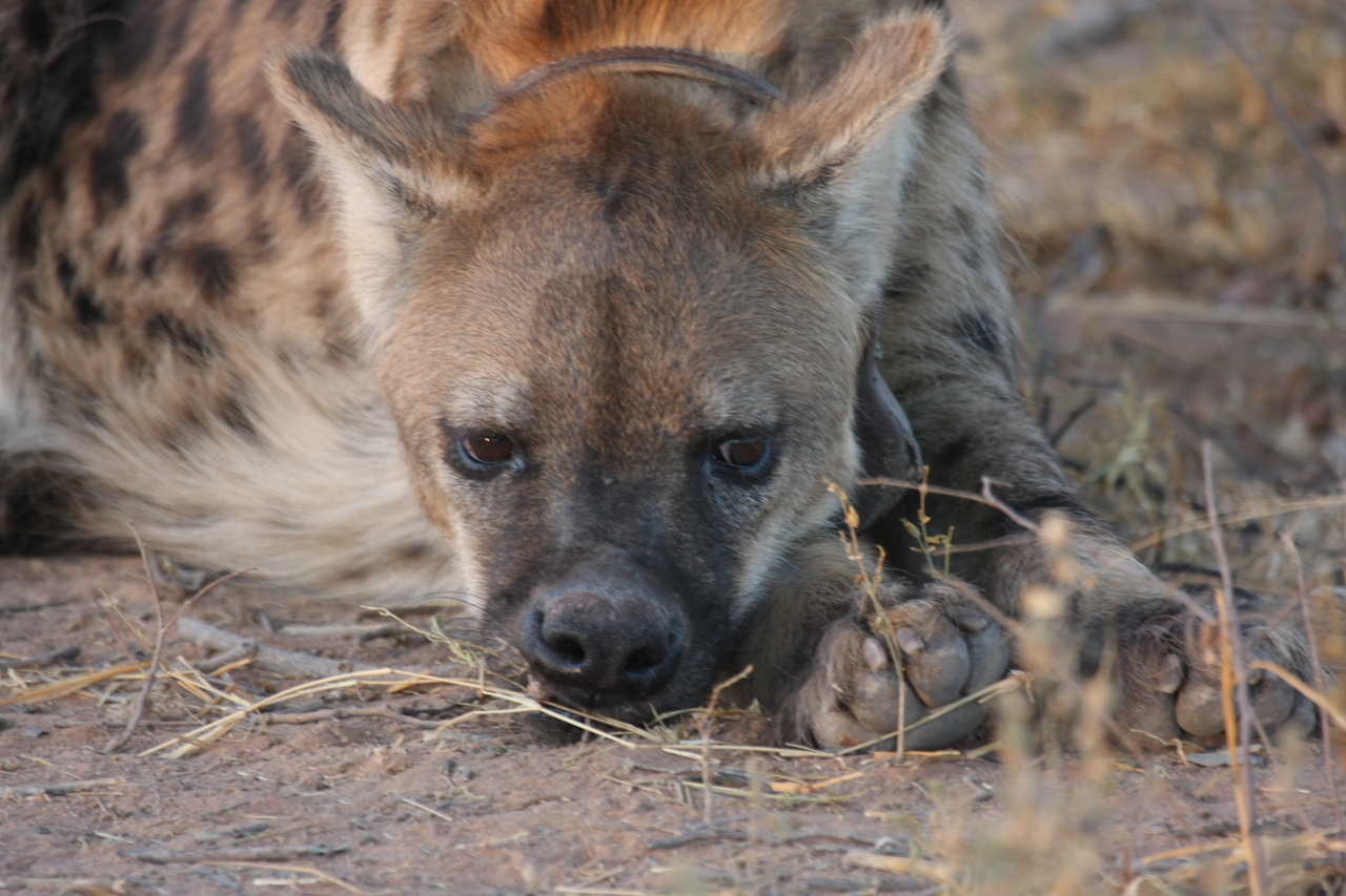 [3433] 2016_06_22_12_08_52_Africa_Canon_EOS_40D_IMG__08261.jpg