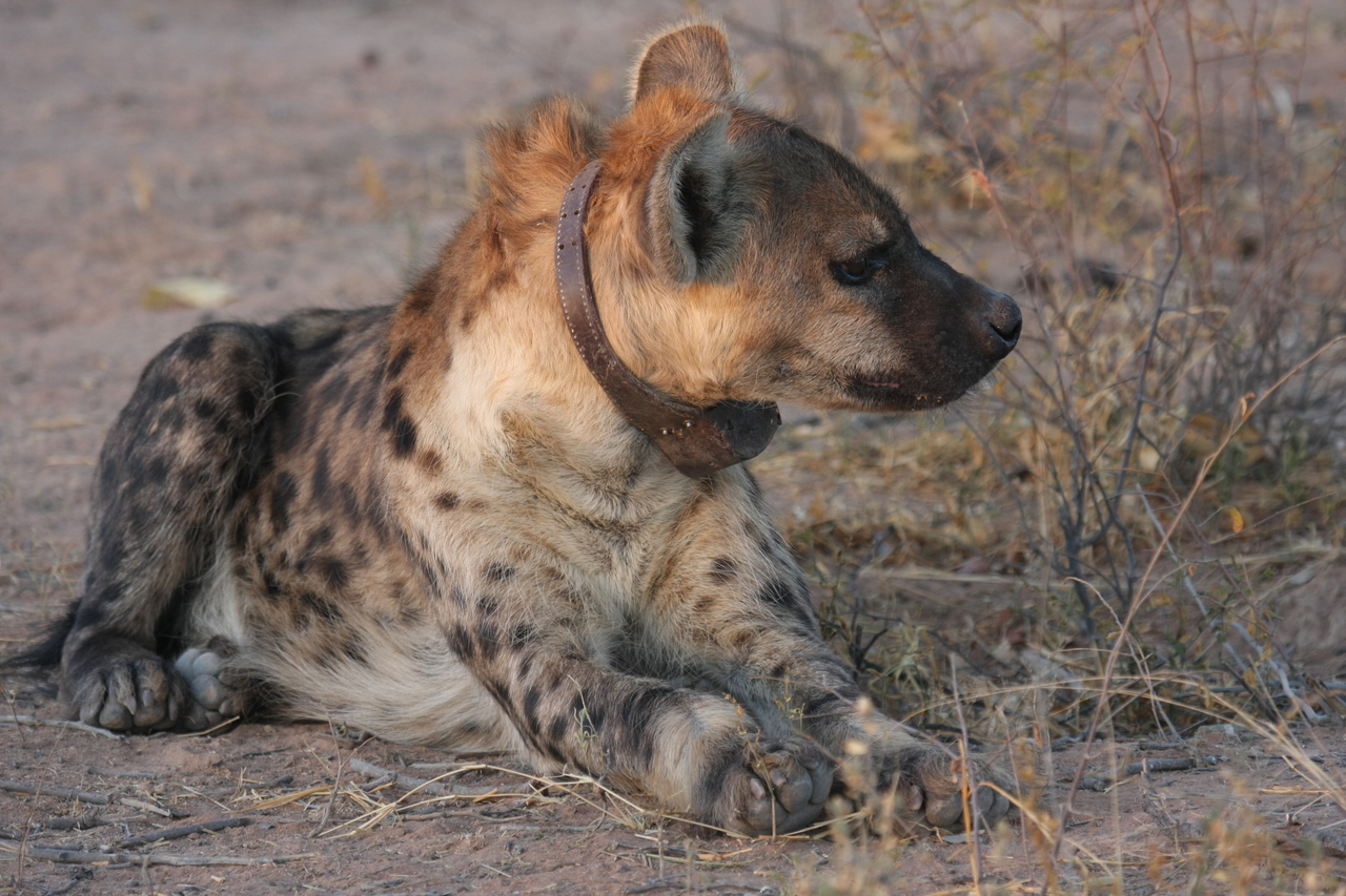 [3435] 2016_06_22_12_08_59_Africa_Canon_EOS_40D_IMG__00797.jpg