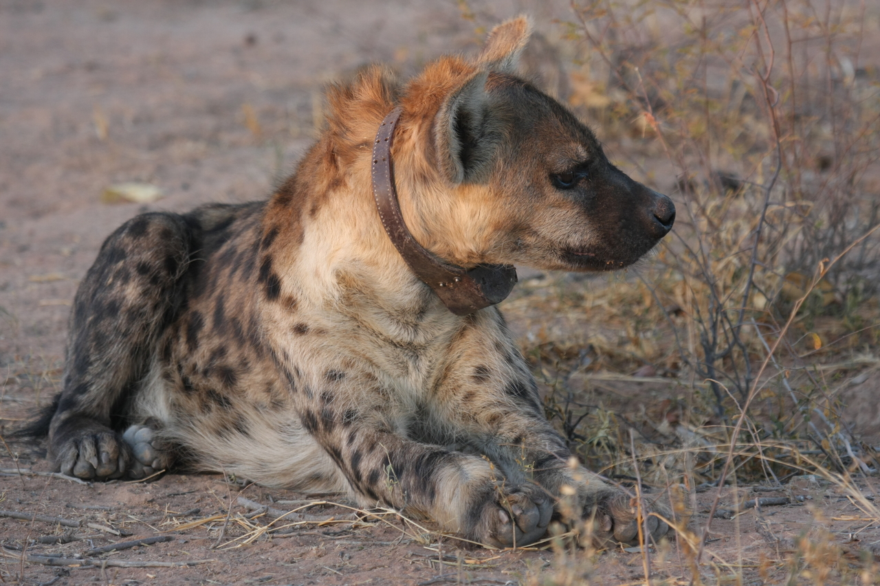 [3436] 2016_06_22_12_08_59_Africa_Canon_EOS_40D_IMG__00815.jpg