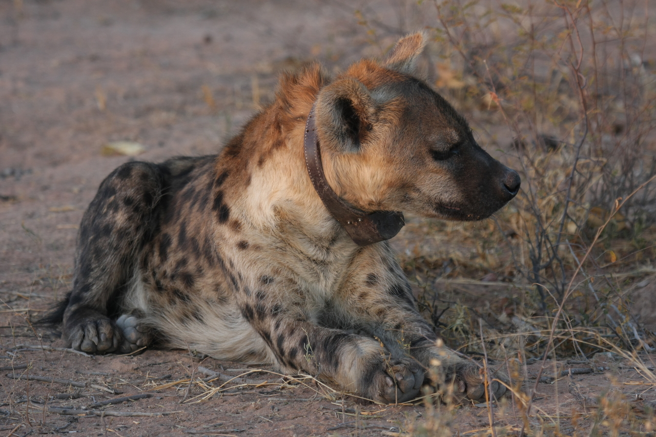 [3446] 2016_06_22_12_09_03_Africa_Canon_EOS_40D_IMG__00800.jpg