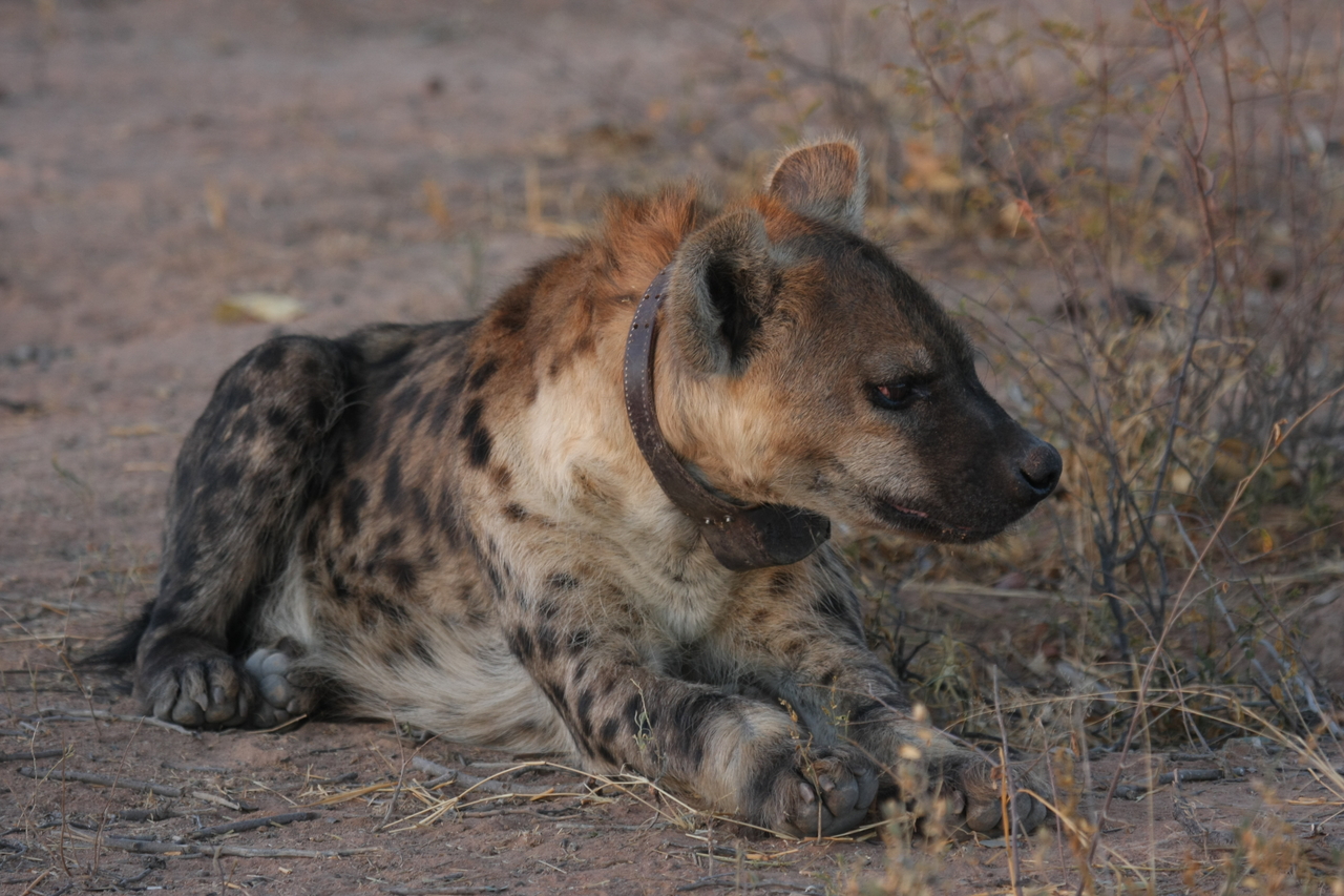 [3452] 2016_06_22_12_09_15_Africa_Canon_EOS_40D_IMG__00802.jpg