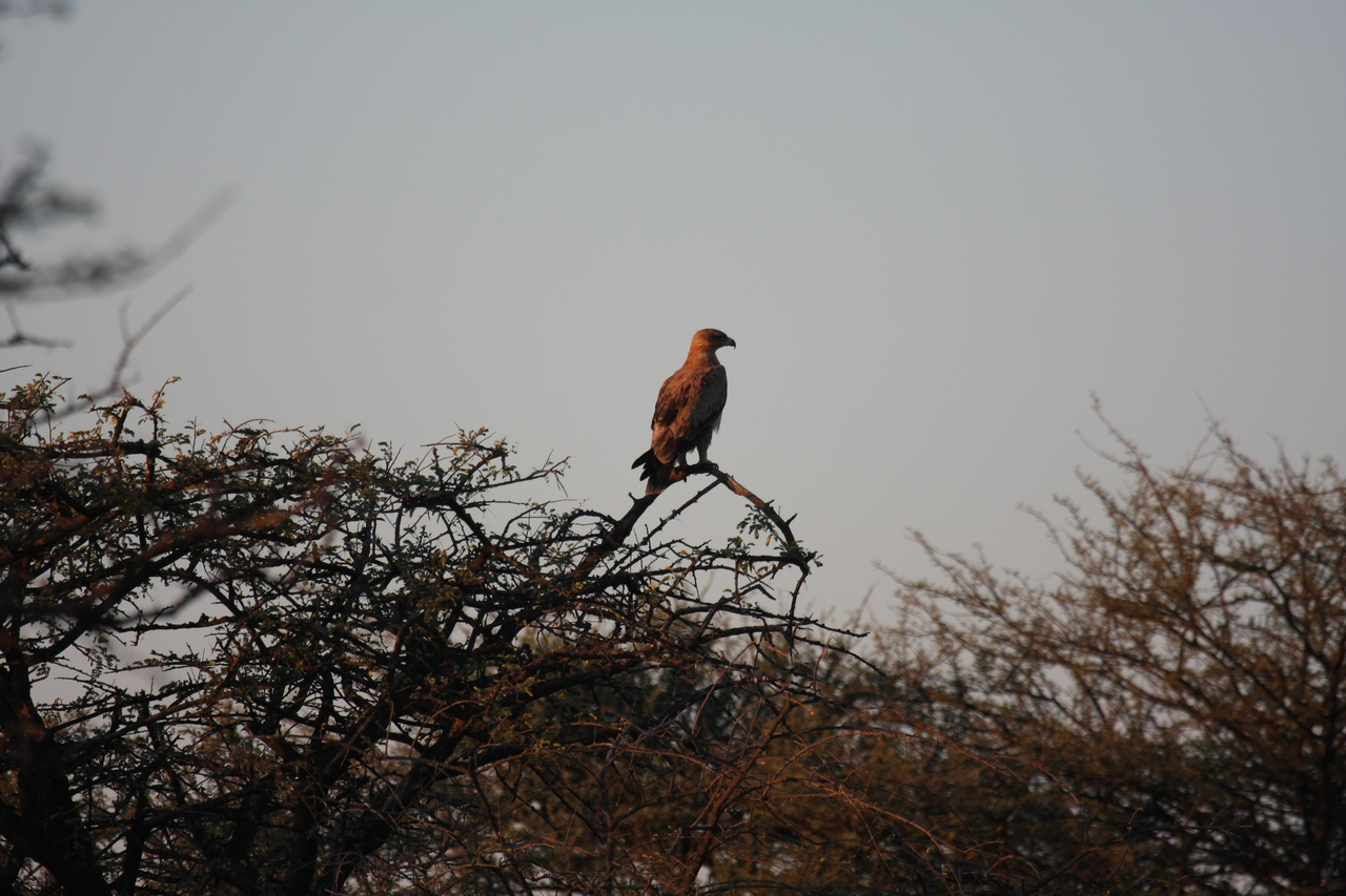 [3457] 2016_06_22_12_09_27_Africa_Canon_EOS_40D_IMG__00805.jpg