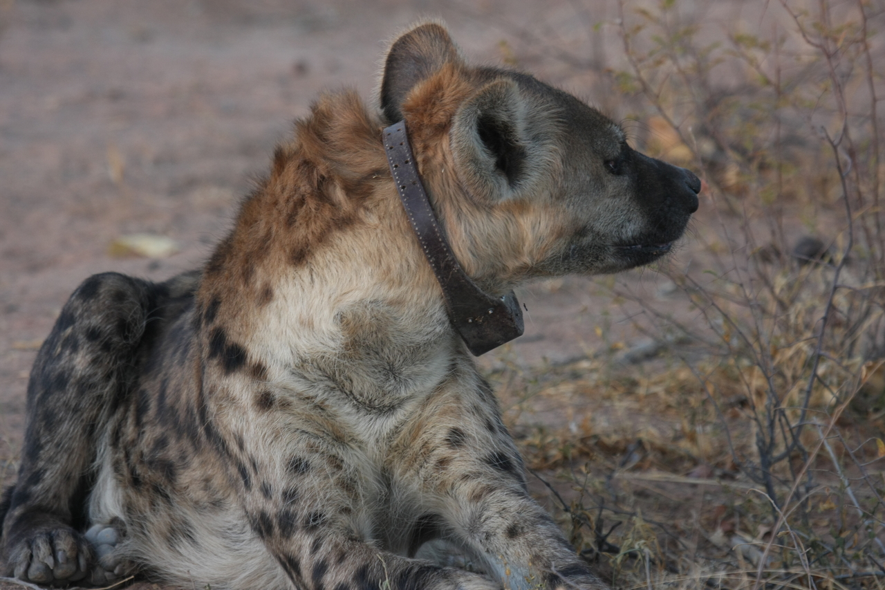 [3470] 2016_06_22_12_10_06_Africa_Canon_EOS_40D_IMG__00827.jpg