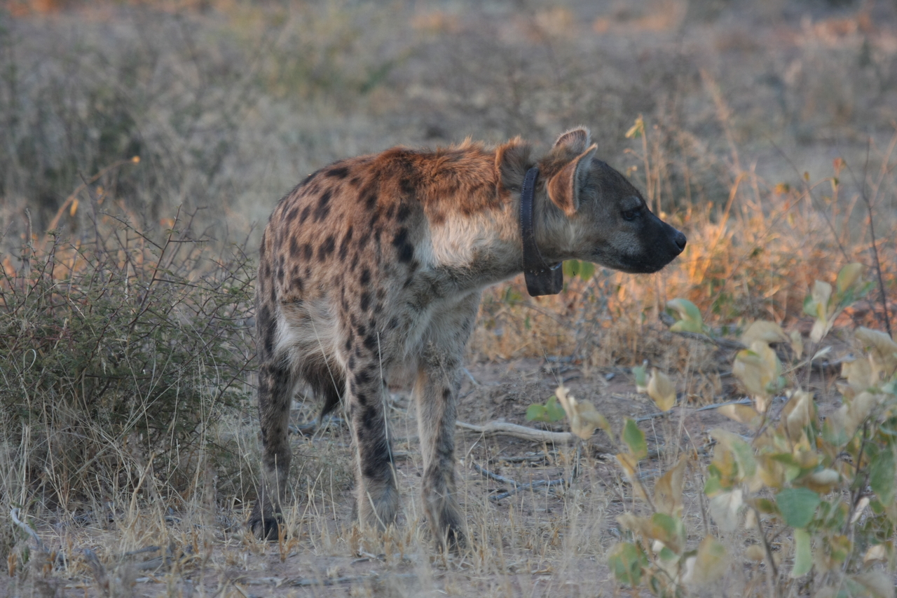 [3488] 2016_06_22_12_11_08_Africa_Canon_EOS_40D_IMG__08276.jpg