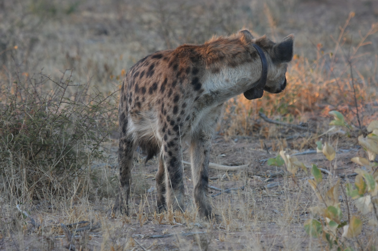 [3493] 2016_06_22_12_11_25_Africa_Canon_EOS_40D_IMG__00813.jpg