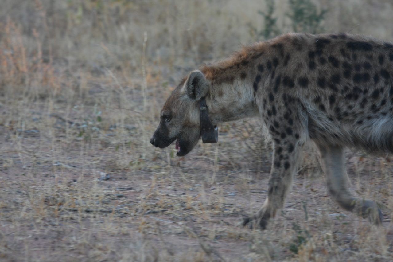 [3500] 2016_06_22_12_11_46_Africa_Canon_EOS_40D_IMG__00834.jpg